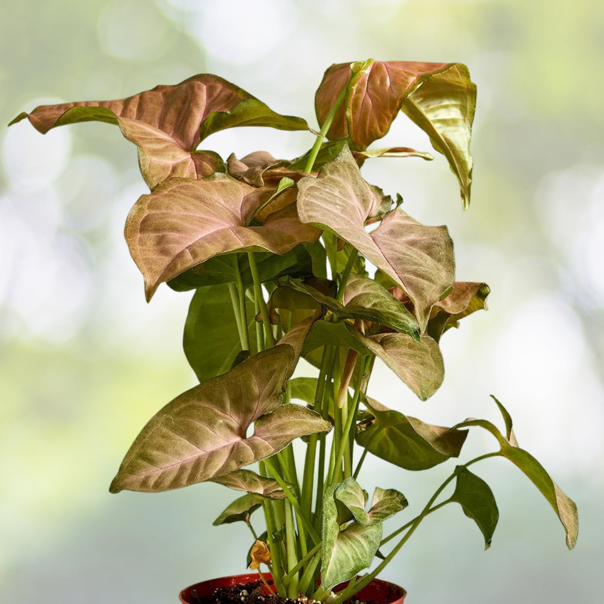 Syngonium Strawberry Cream Cutting - 6in+ Goosefoot Plant / Nephthytis - Easy Care Houseplant for Beginners