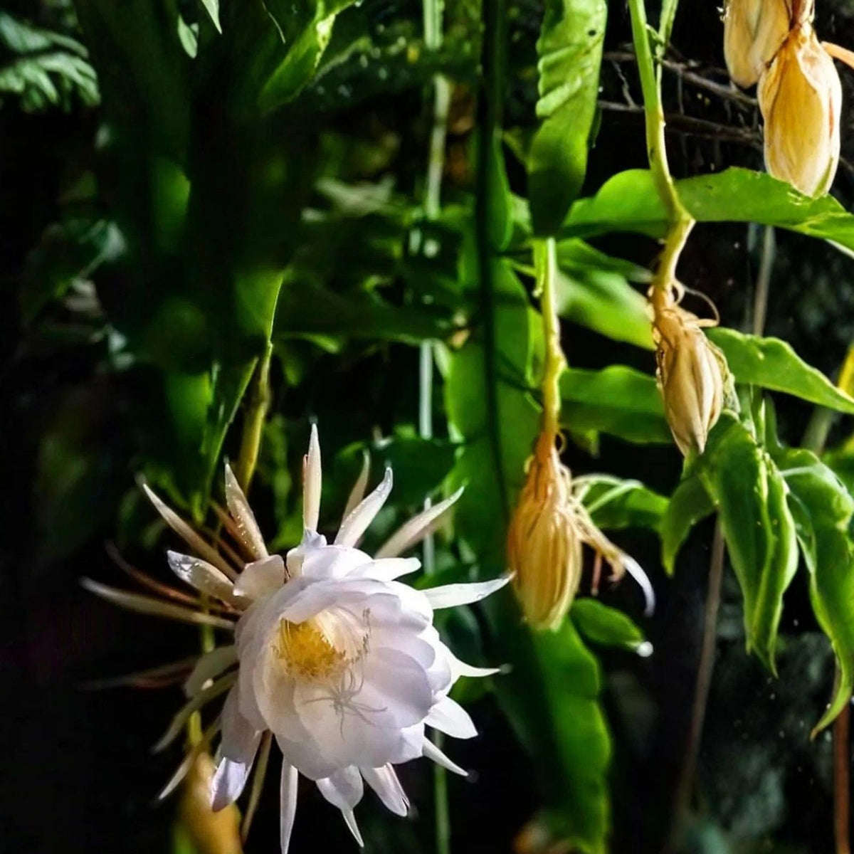 Night-Blooming Cereus Cactus Cuttings 6" Queen of the Night Epiphyllum oxypetalum, Succulent Plant, Easy Care, Indoor or Outdoor