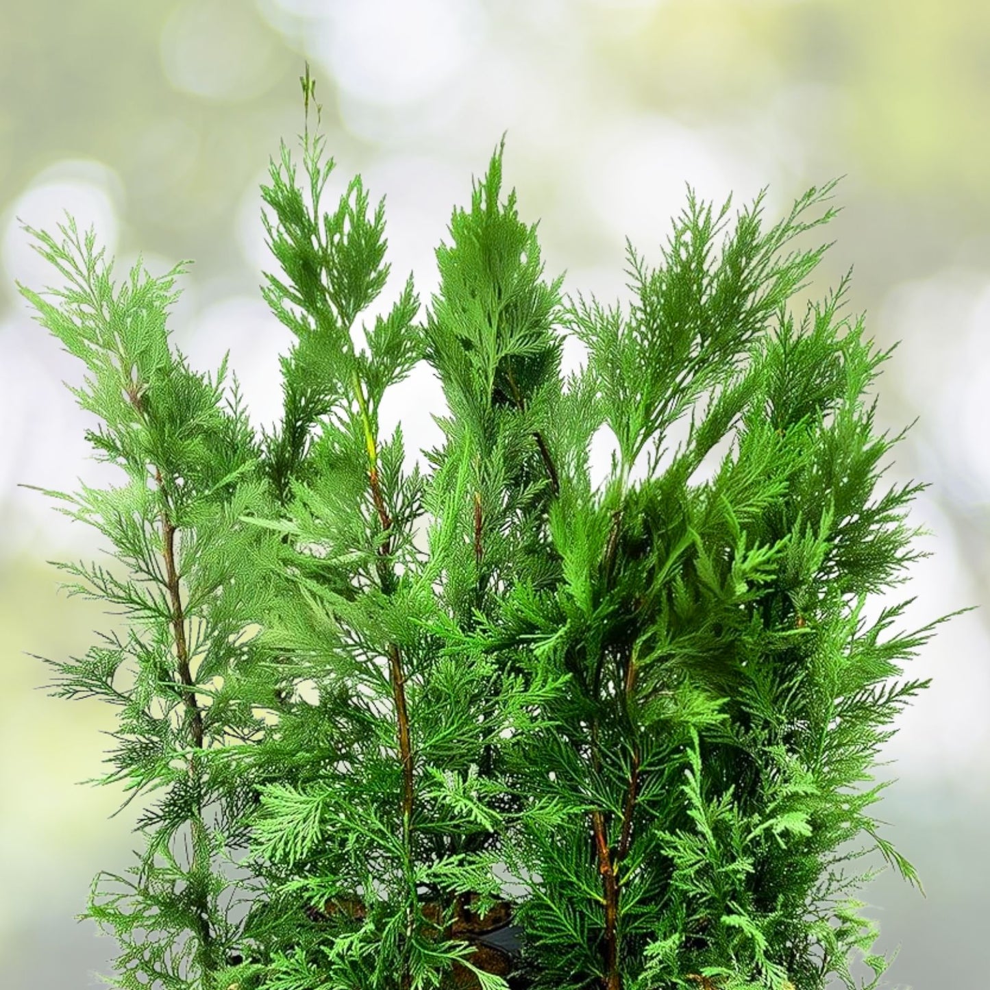 Leyland Cypress Tree Cuttings - Fresh Non-Rooted Evergreen Privacy Screen - Fast Growing (Cupressocyparis leylandii)
