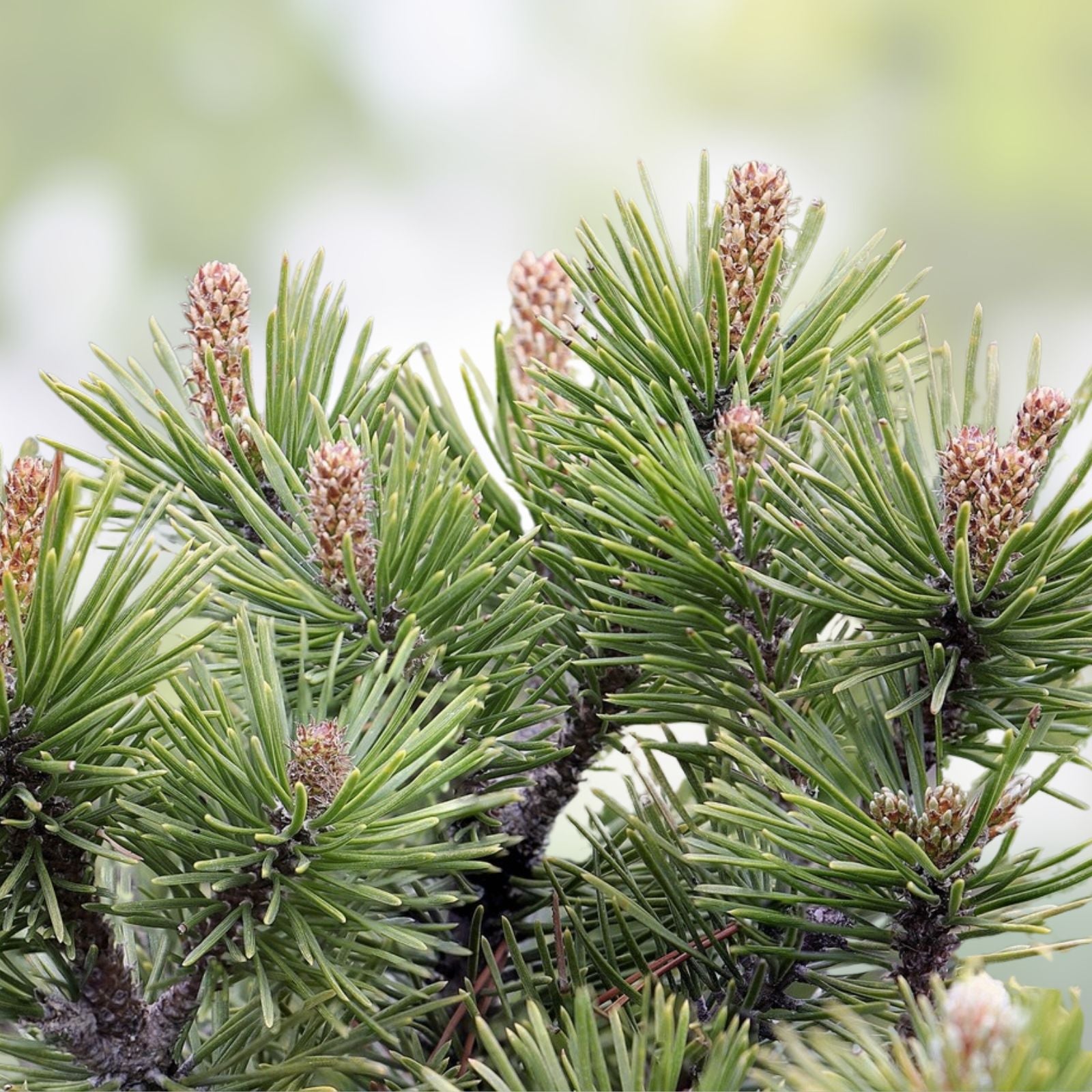 Dwarf Mugo Pine Seeds 30 Pack, Pinus mugo pumilio, Compact Evergreen Tree for Landscaping Garden, Live Plant Cutting Bare Root Starter