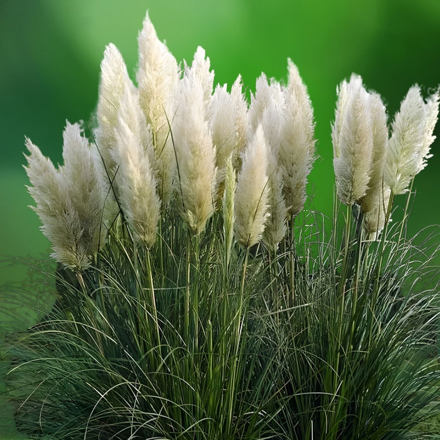 White Pampas Grass Seeds - 30 Organic Seeds - Cortaderia selloana - USA Grown - Free Shipping