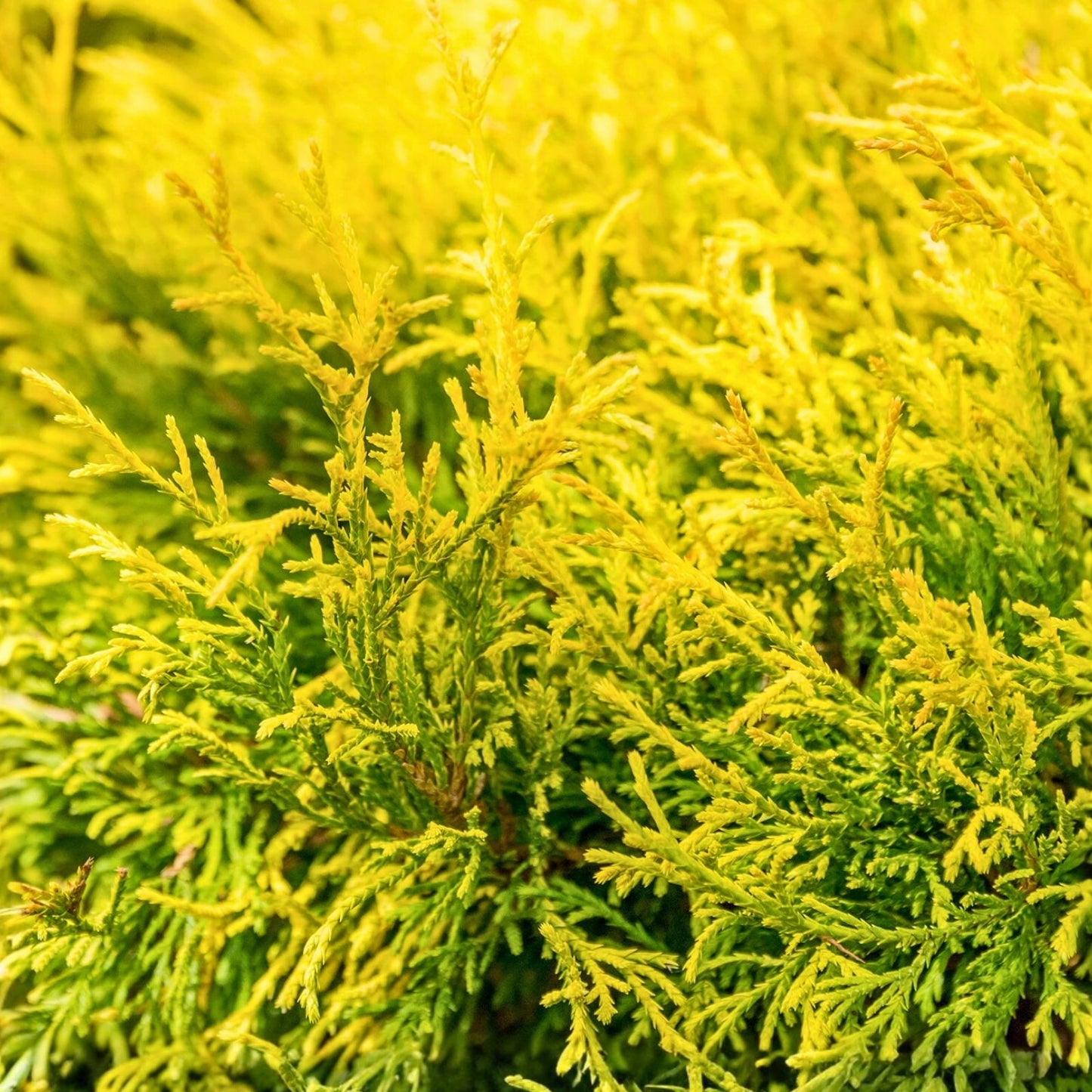 Golden Mop False Cypress Live Plant 6" | Chamaecyparis pisifera Evergreen Shrub with Yellow Foliage, Low Maintenance Garden Plant