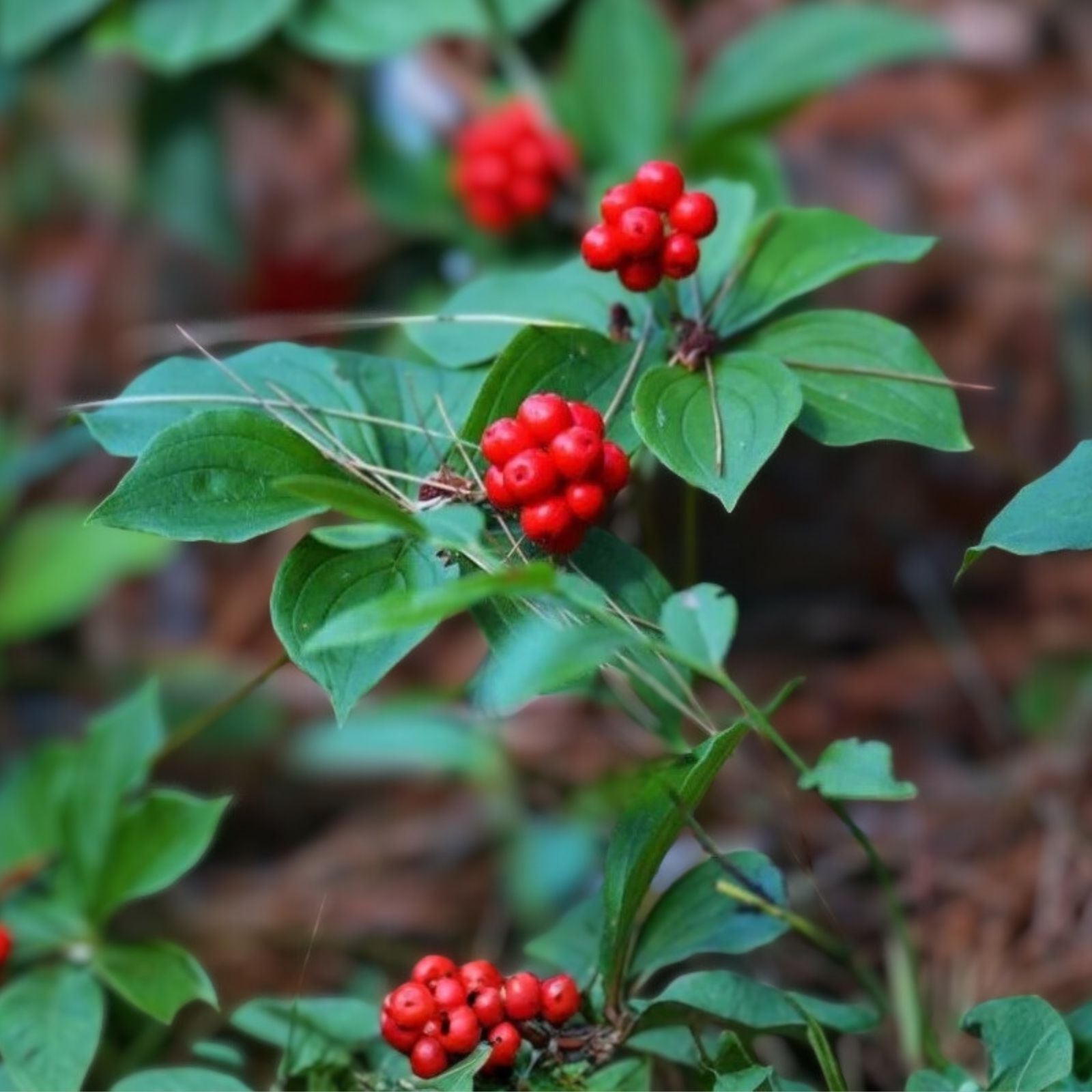 Bunchberry Bush Seeds 30 Pack - Cornus Canadensis - Native Groundcover Planting Seeds - Bunchberry Dogwood for Garden and Landscaping