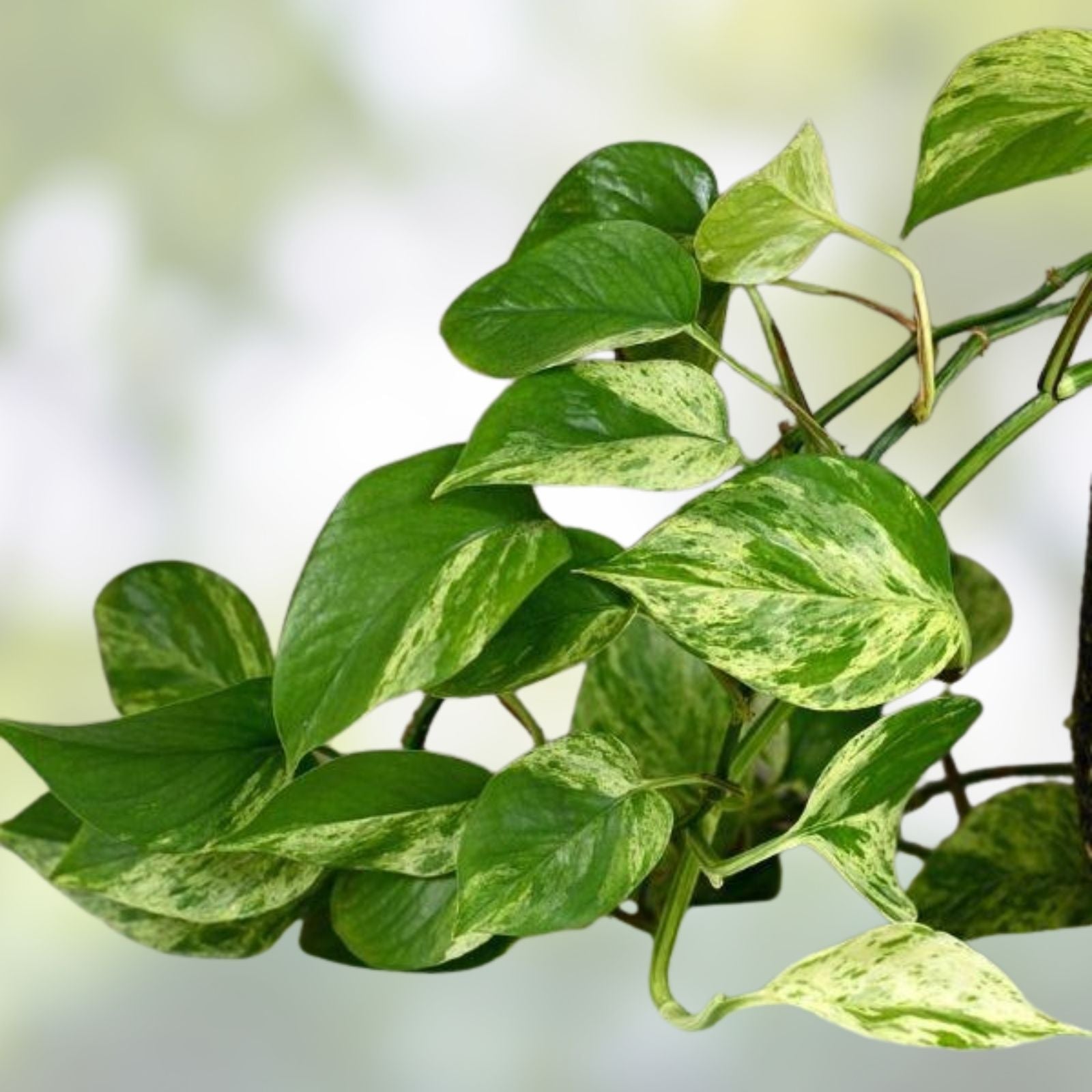 Variegated Giant Golden Queen Pothos Cuttings – Epipremnum Aureum – 6 Healthy Live Plants with Free Shipping