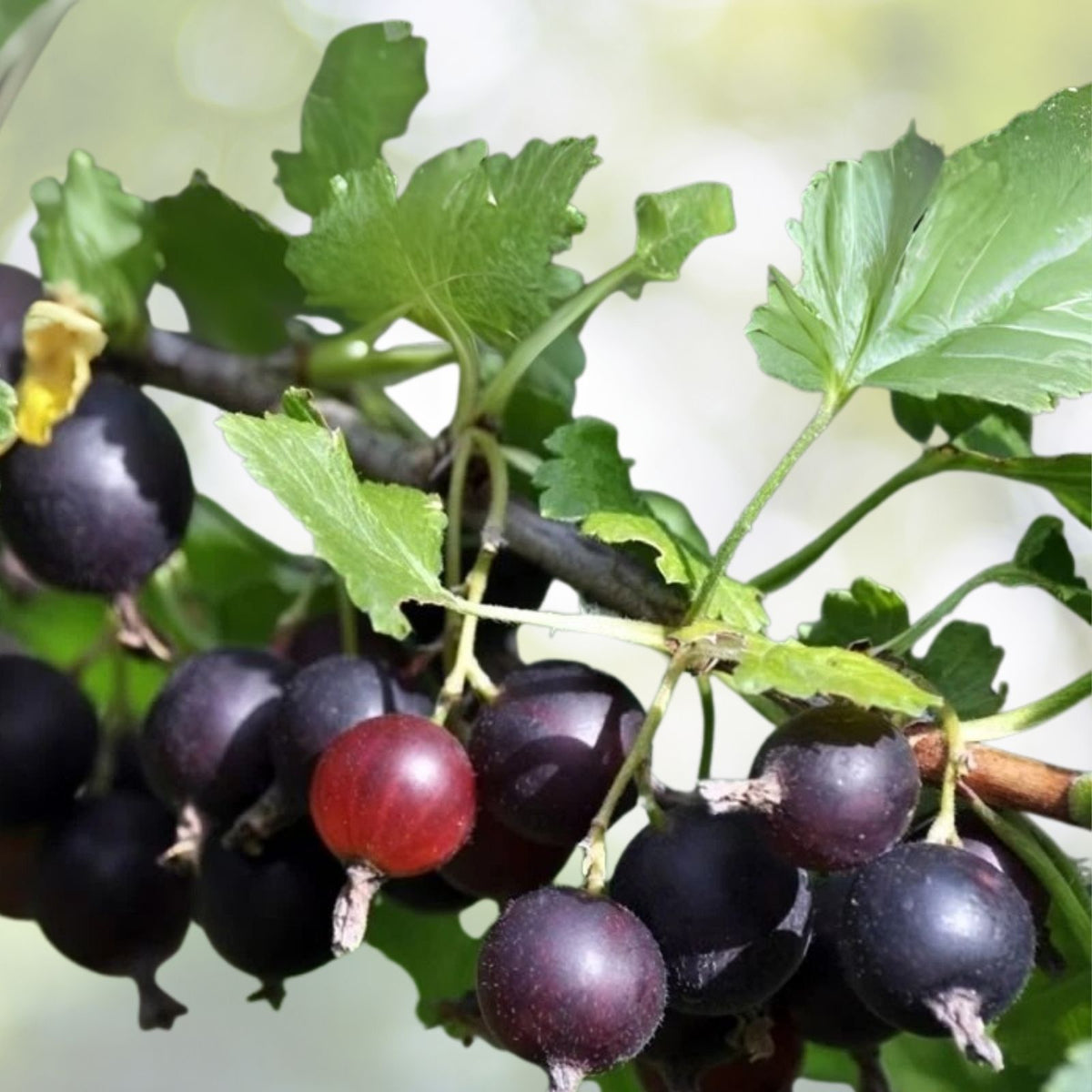 Jostaberry Live Plant - Edible Berries - Zones 3-8 - Ribes × nidigrolaria