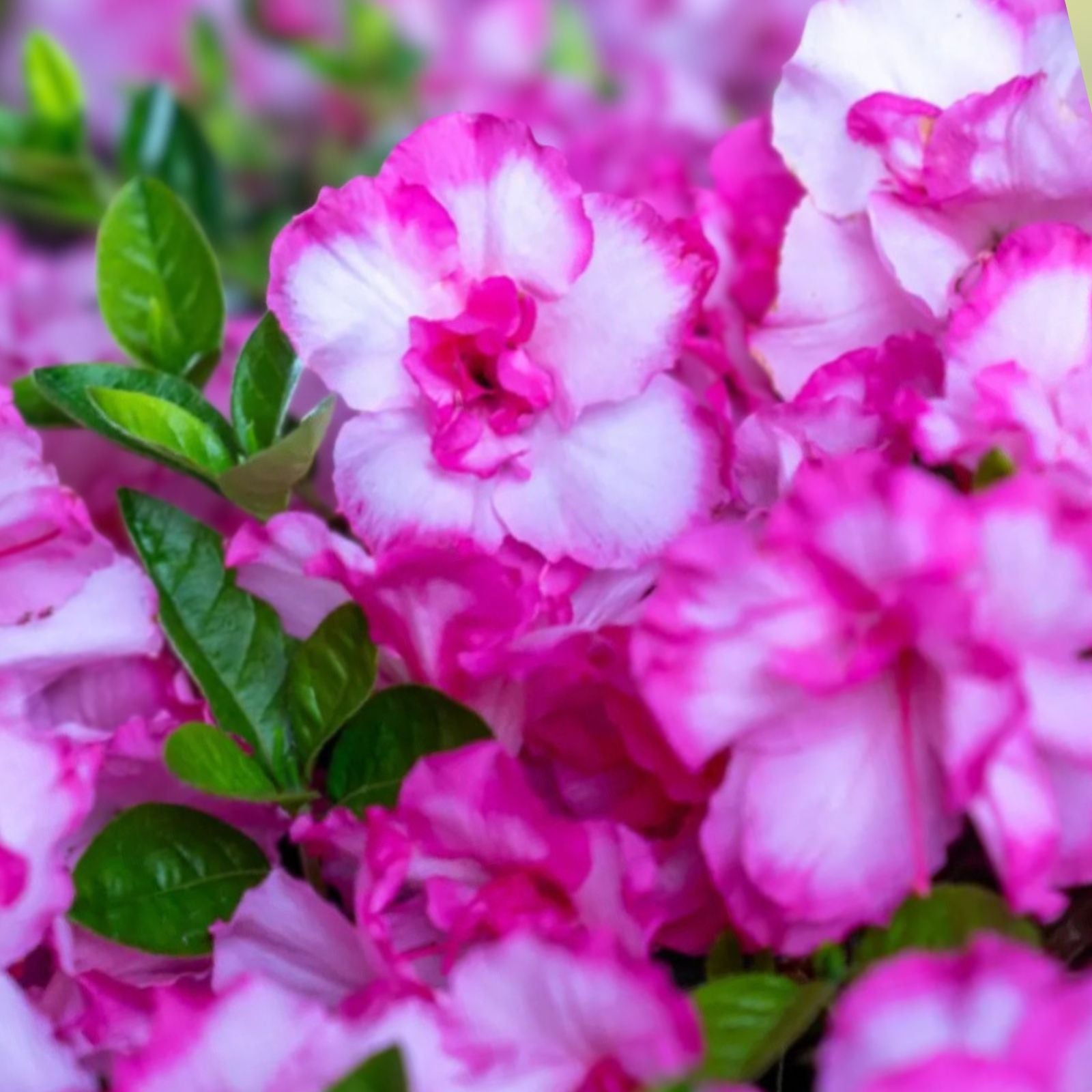 Encore Autumn Kiss Azalea Starter Plant - Deciduous Rhododendron 'Autumn Kiss' Well-Rooted Shrub
