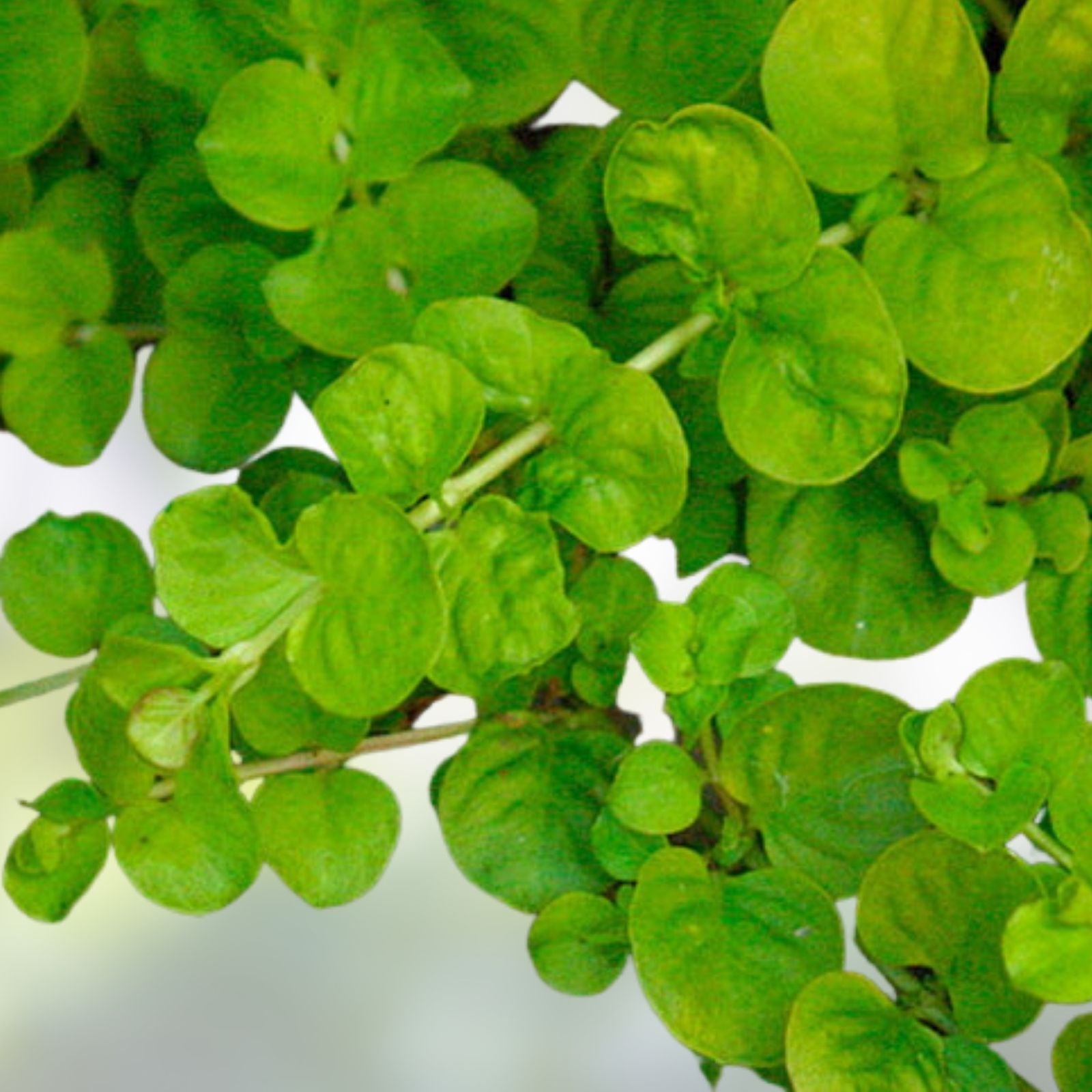 Creeping Jenny Groundcover Plants – 3 Starts – Dark Green and Yellow Foliage – Lysimachia nummularia 'Aurea' – Rare Color Unique
