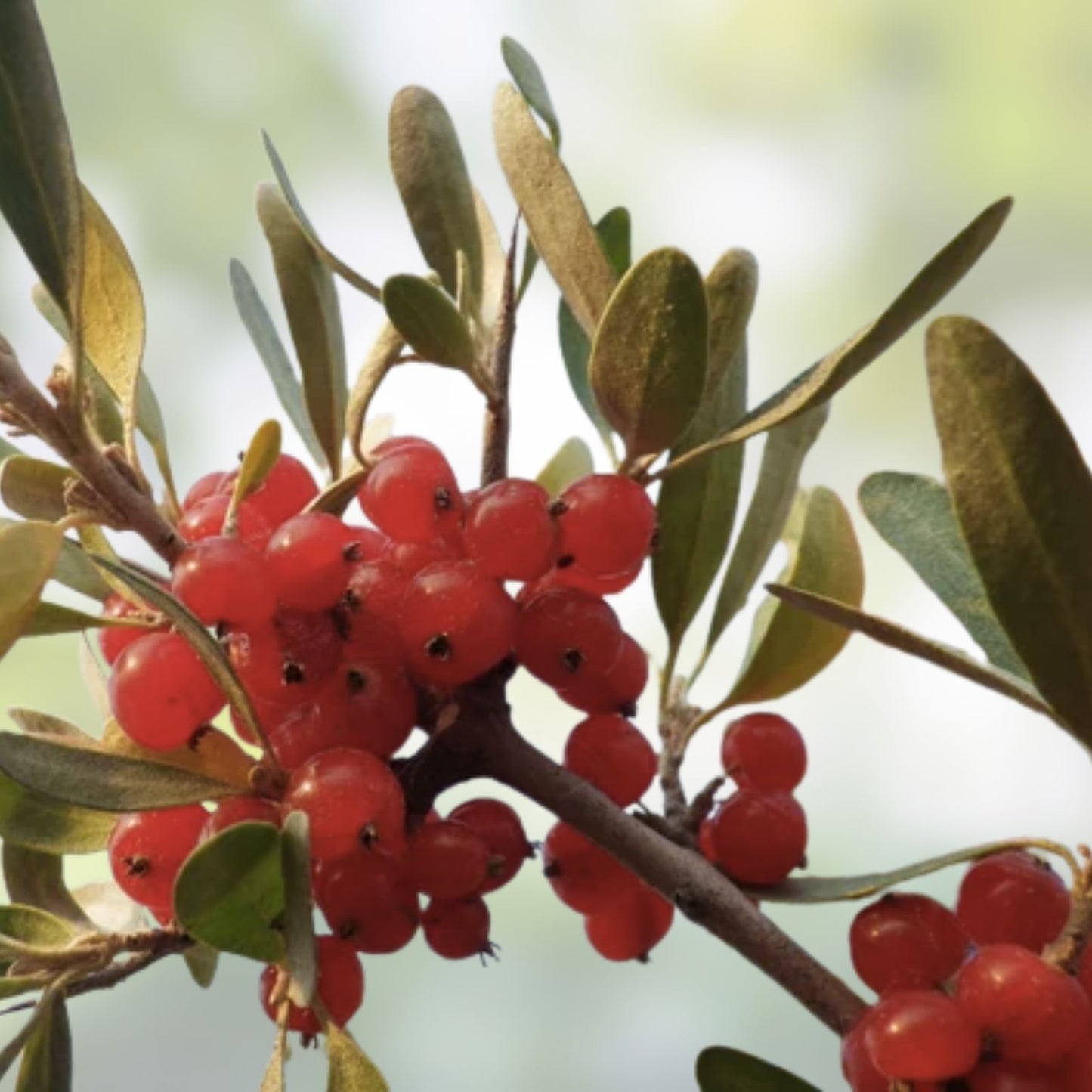 Silver Buffaloberry Seeds 100 Pack for Planting Shepherdia argentea Hardy Native Plant