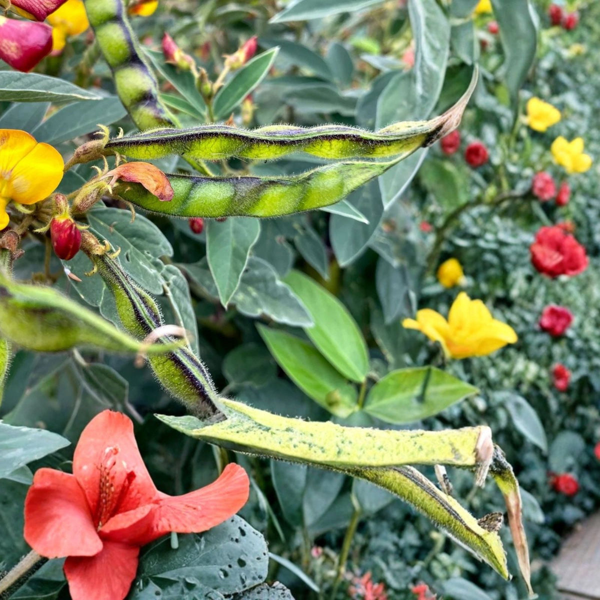 Pigeon Pea Seeds 50 Non-GMO Agroforestry Seeds Cajanus cajan for Sustainable Farming and Home Gardening
