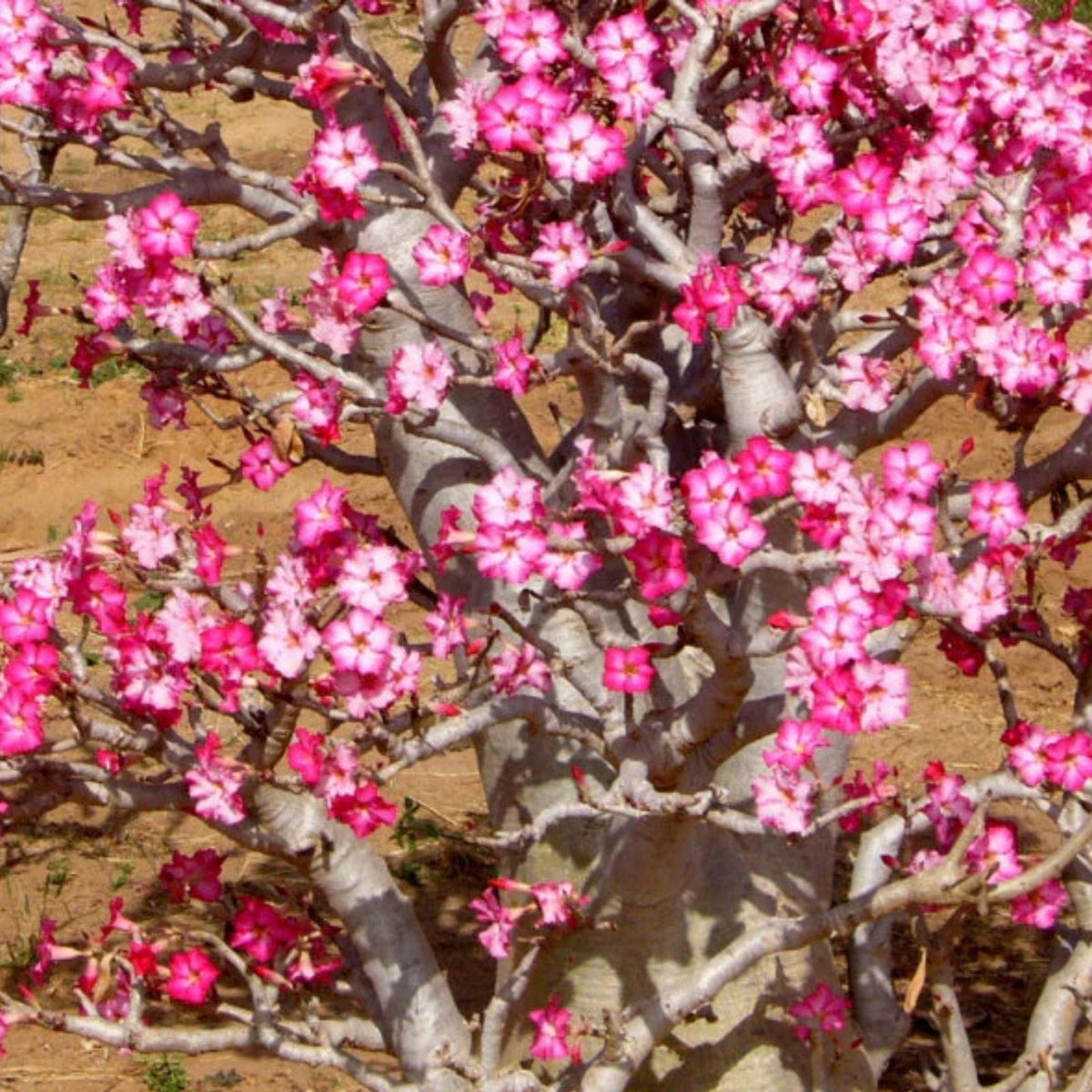Desert Rose Seeds - Mixed Color, Easy to Grow Adenium Obesum, Exotic Bonsai Plant, Succulent Seeds for Gardening