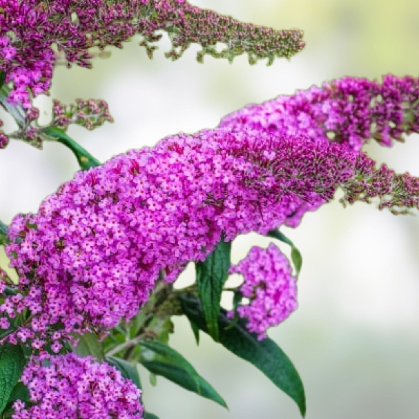 Crape Myrtle Cuttings - Variegated Dark Pink & White - Lagerstroemia indica 'Queens Lace' - Fresh Plant Cuttings