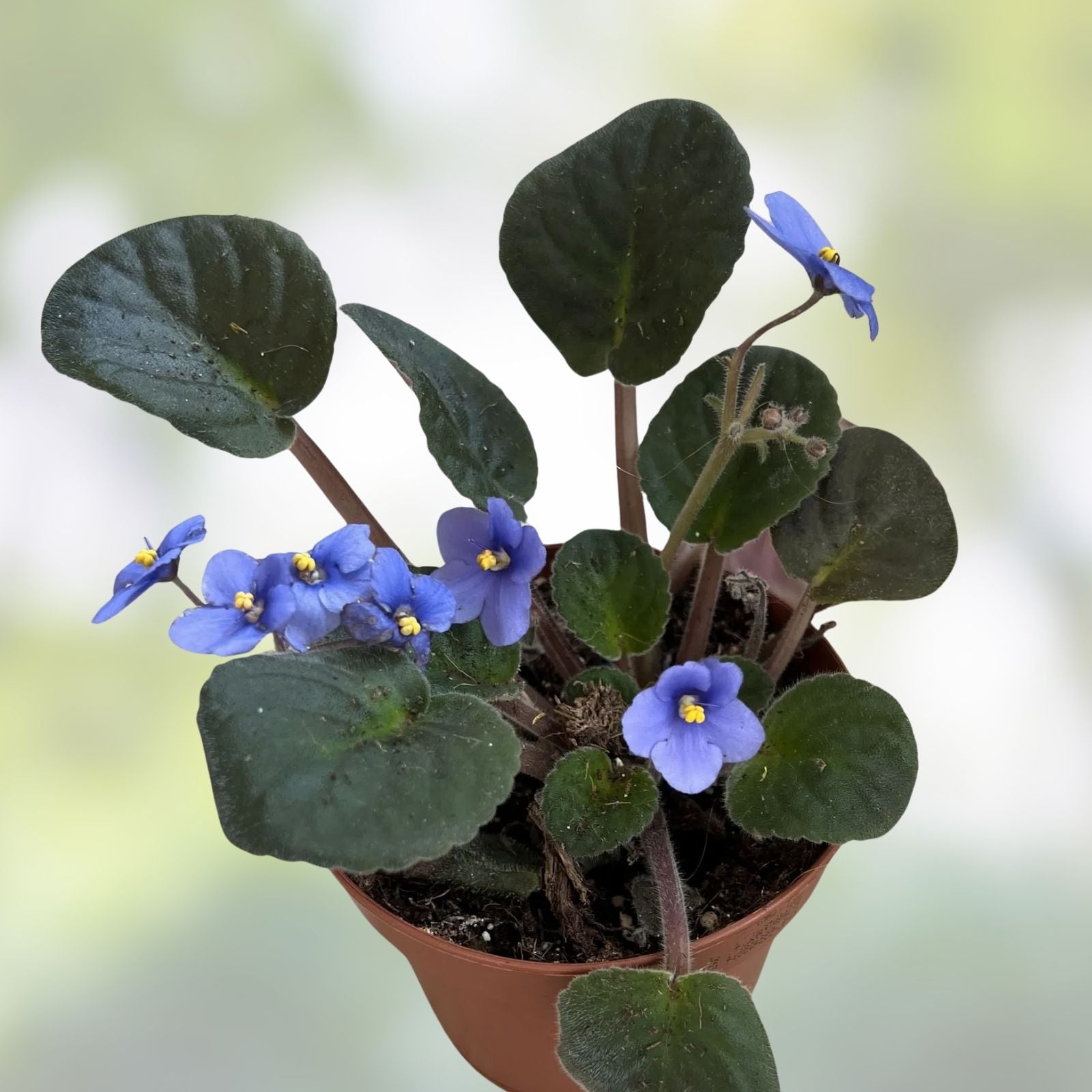 African Violet Leaf Cutting - LE-Cassiopeia Standard - Saintpaulia ionantha - Indoor Plant Propagation Material