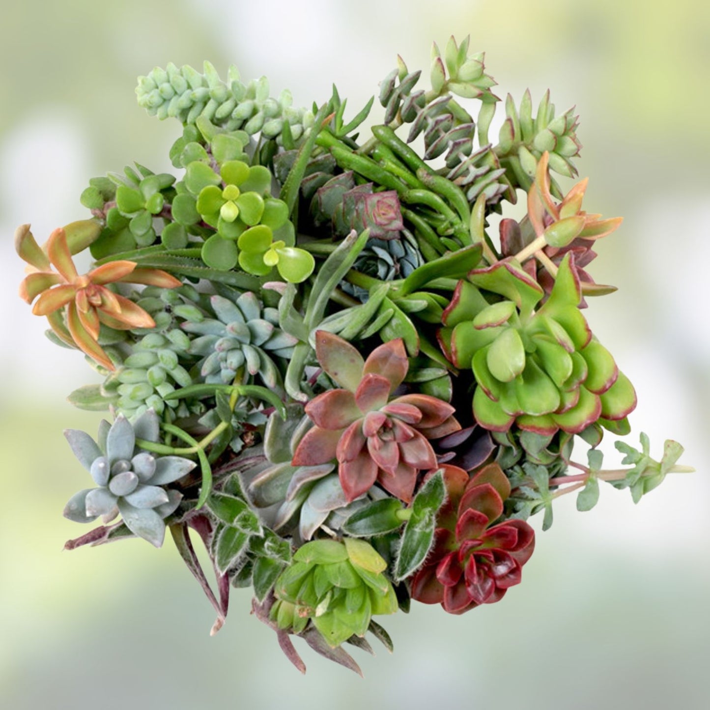 Succulent Cuttings Lot of 10 Echeveria, Aeonium, Sempervivum for DIY Arrangements and Gardening