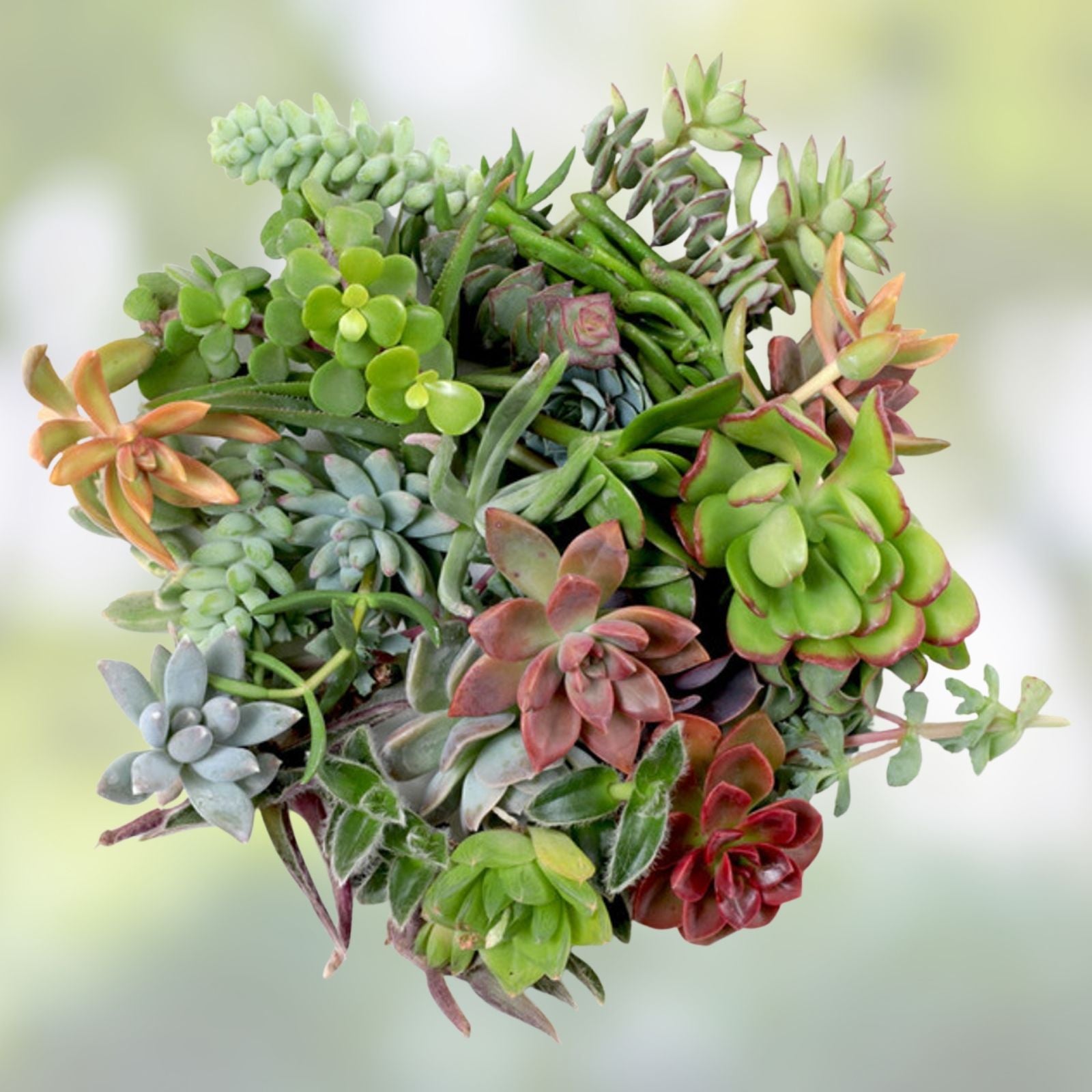Succulent Cuttings Lot of 10 Echeveria, Aeonium, Sempervivum for DIY Arrangements and Gardening