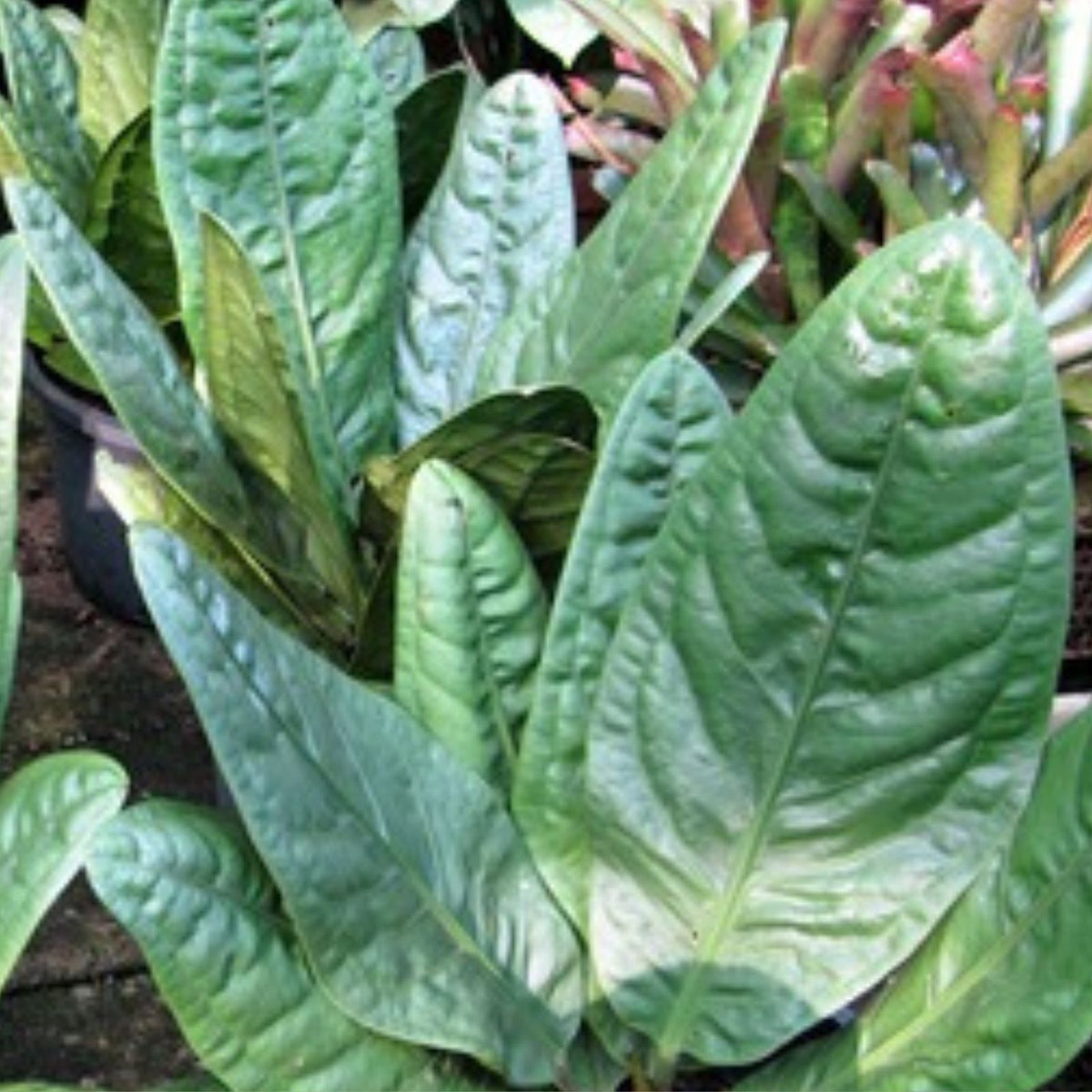 Anthurium sp. superbum Plant - Exotic Indoor Houseplant with Unique Army Green Leaves - Tropical Foliage