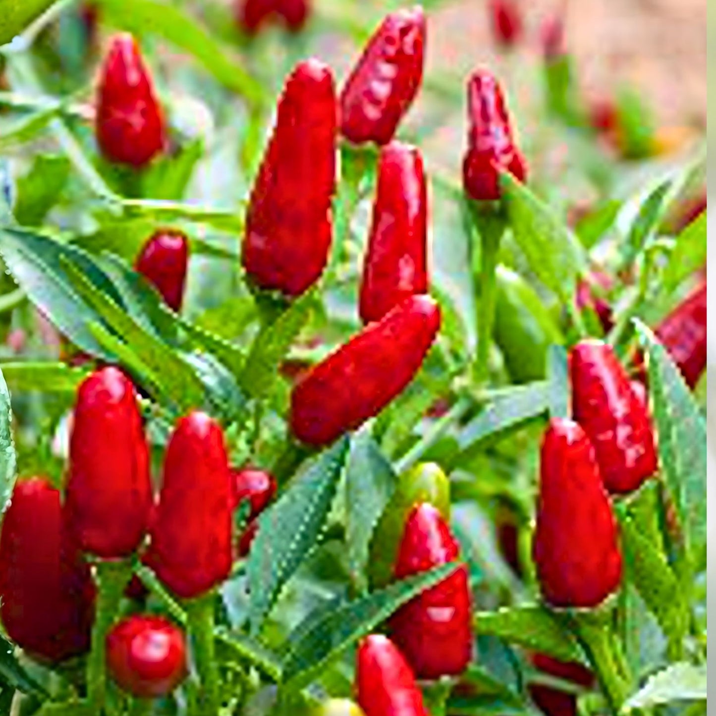 Thai Hot Pepper Seeds, Heirloom Non-GMO Capsicum annuum, Spicy Chili Pepper for Garden and Cooking, 20+ Seeds