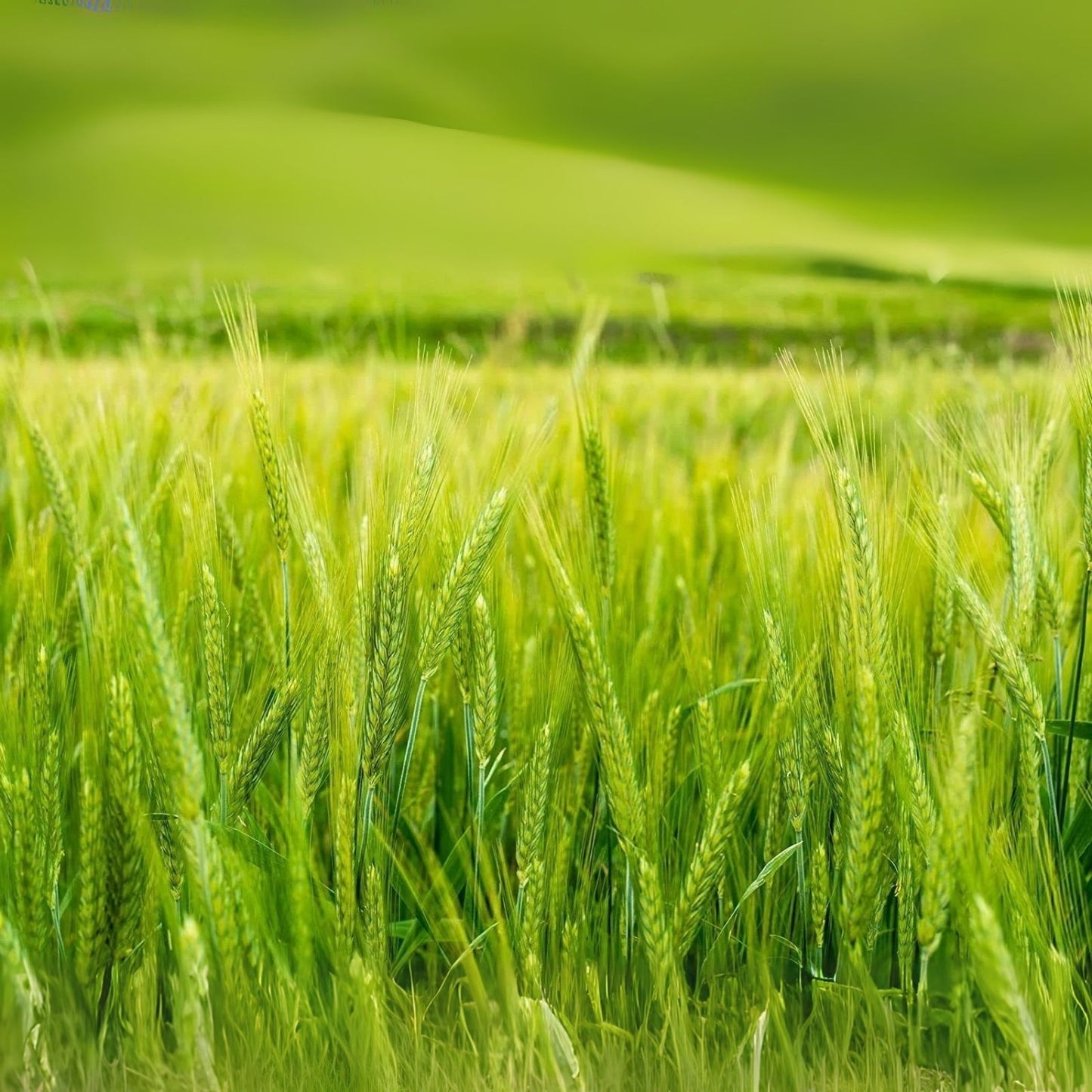 Triticale Seeds for Planting - Non-GMO Variety - High-Yield Crop - Triticosecale
