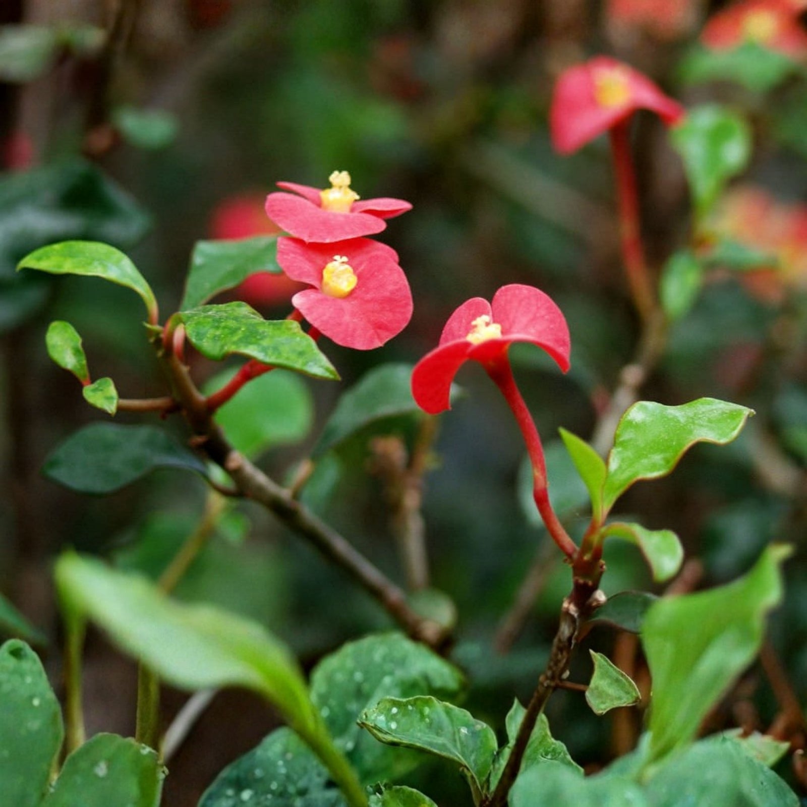 Euphorbia Geroldii Thornless Crown of Thorns Plant - 3in Pot, Colorful Blooms, Easy Care Succulent, Low Maintenance Houseplant