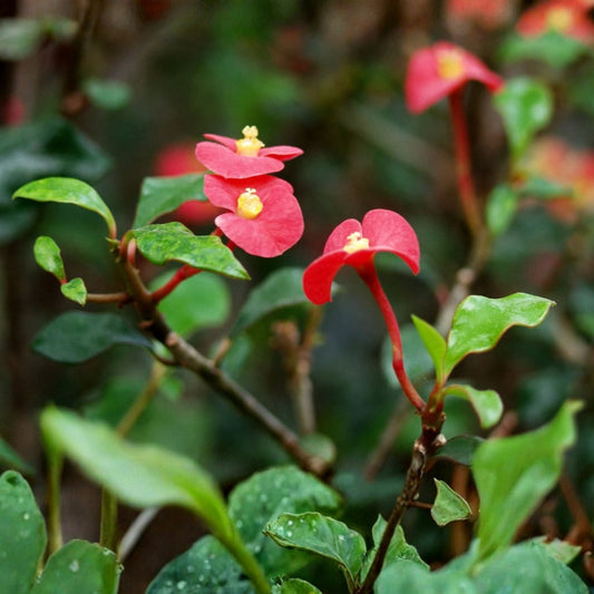 Euphorbia Geroldii Thornless Crown of Thorns Plant - 3in Pot, Colorful Blooms, Easy Care Succulent, Low Maintenance Houseplant