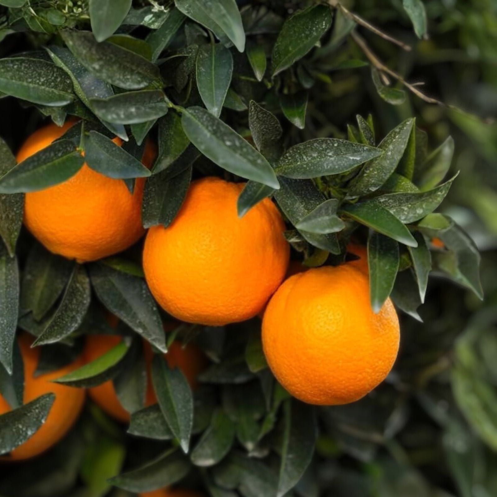 Grafted Red Navel Orange Tree - 5 Gallon Pot - Citrus sinensis - Sweet, Juicy Fruit, Ideal for Home Garden