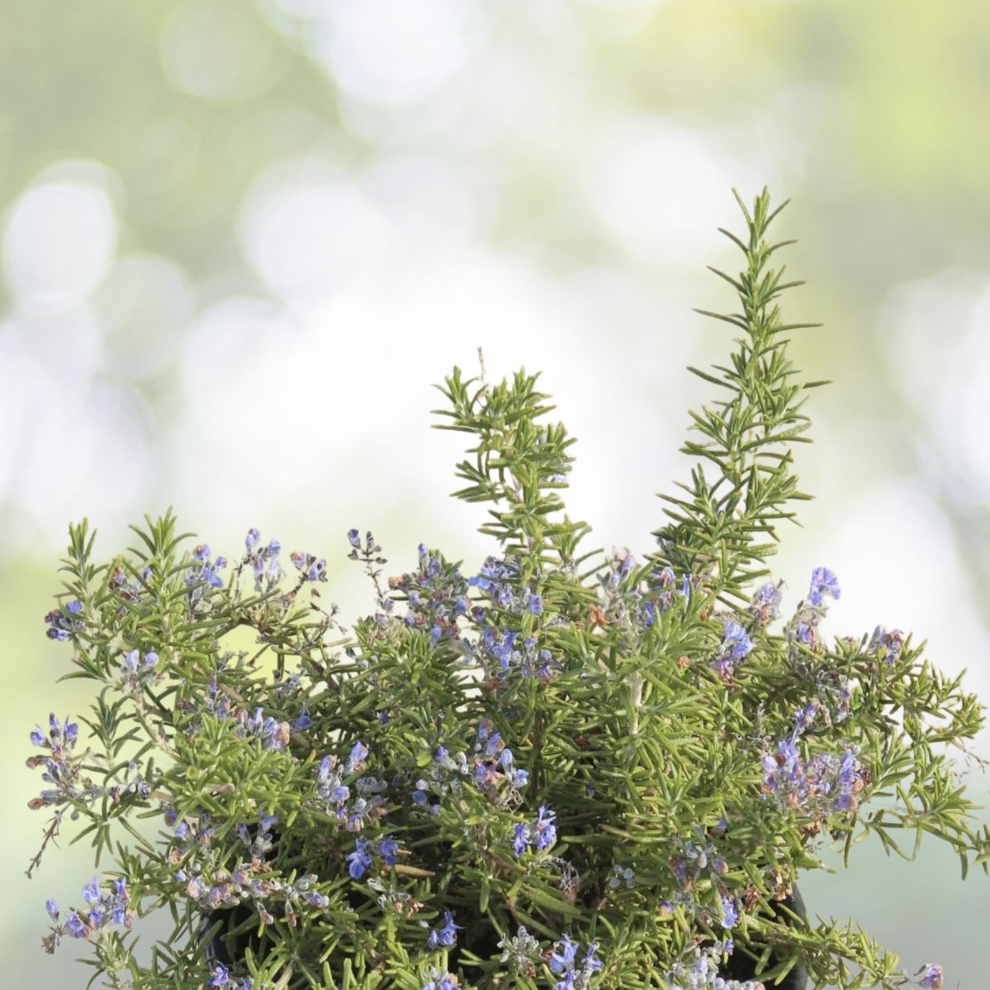Rosemary Seeds - 50+ Culinary Perennial Herb - Evergreen Shrub for Garden & Container - Rosmarinus officinalis