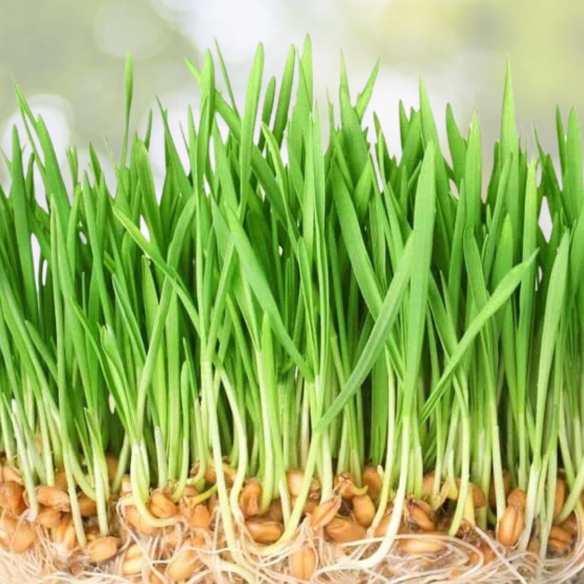 Wheatgrass Sprout Seeds - 500 Count - Grow Tasty Sprouts - Triticum aestivum