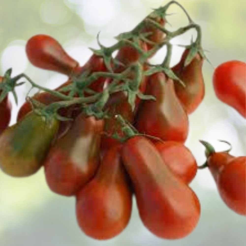 Chocolate Pear Tomato Seeds 40 Organic Heirloom Variety Solanum lycopersicum USA Grown