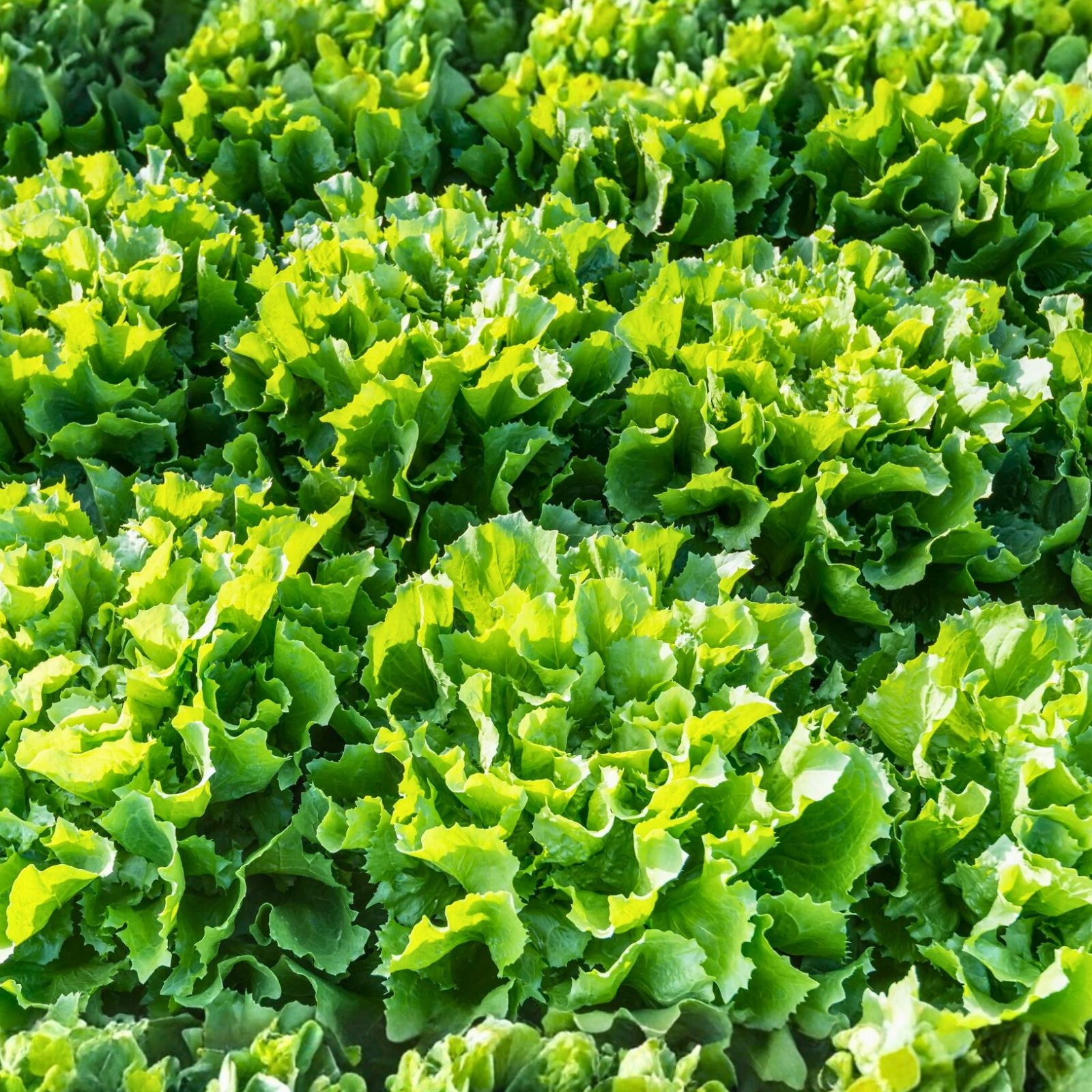 Lettuce Seeds 100 Heirloom Non-GMO Endive Broadleaf Batavian Organic Salad Greens Vegetable Gardening