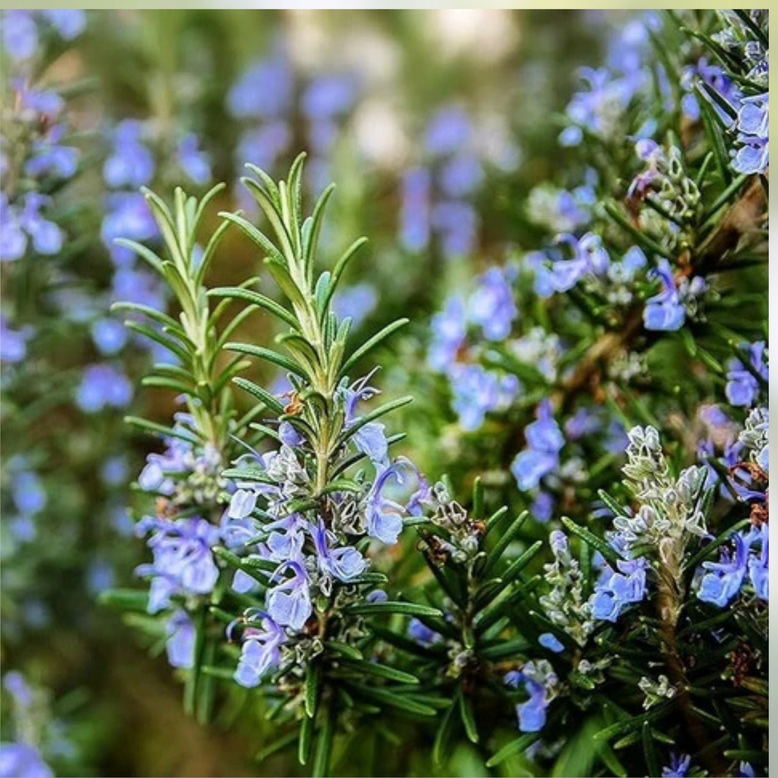 Live Rosemary Cuttings - 8 Fast-Growing Plants - Rosmarinus officinalis Herb Garden Starter