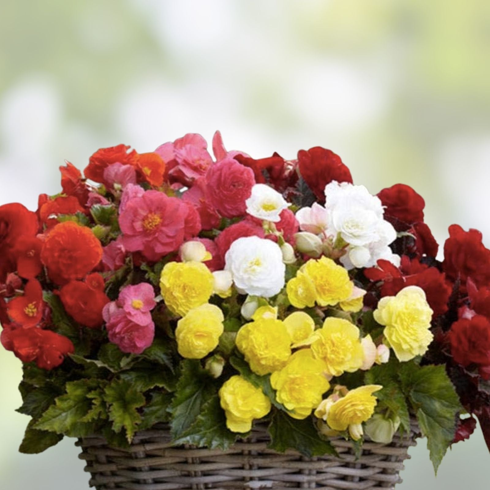 Begonia Flower Bulb Mix - Colorful Varieties - 10 Bulbs - Begonia spp. - Garden Flower Bulbs for Planting