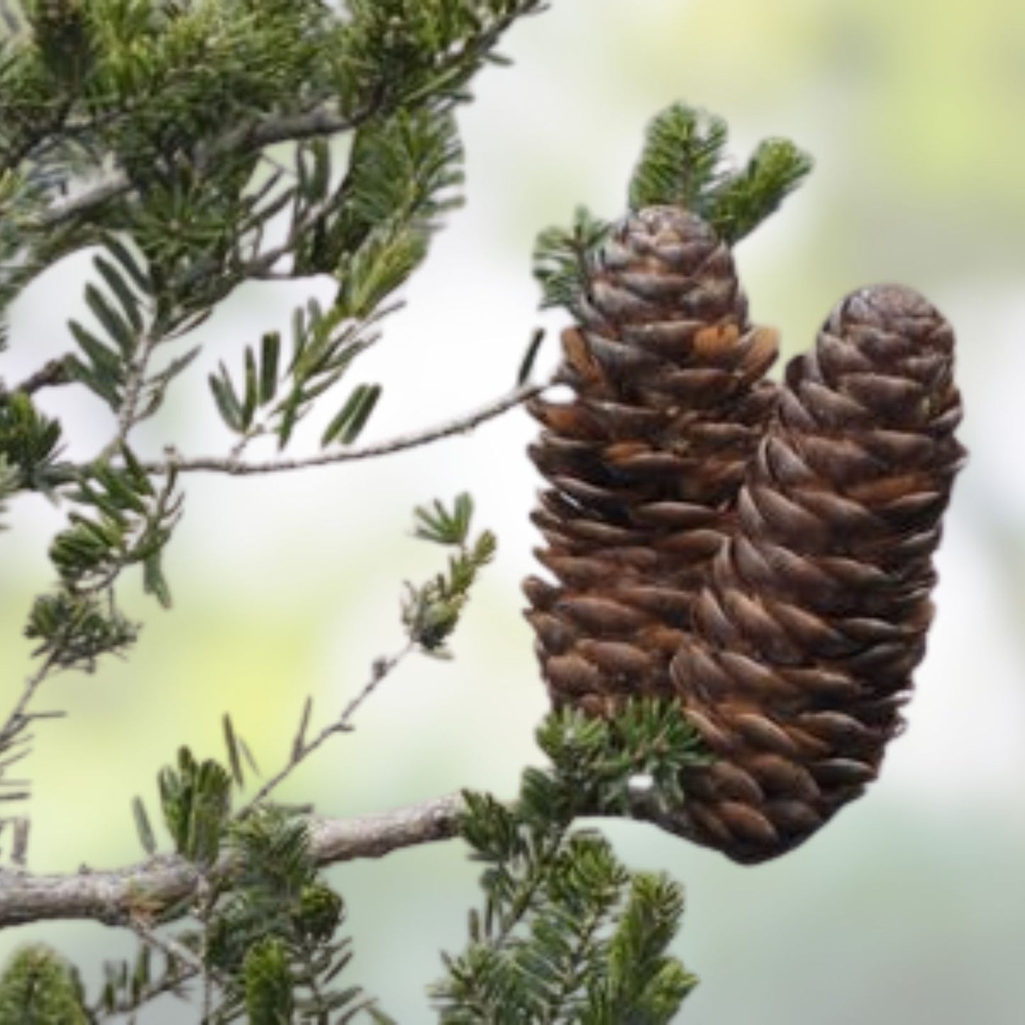 Fortune's Keteleeria Tree Seeds 30 Pack - Keteleeria fortunei Hardy Evergreen Conifer for Planting