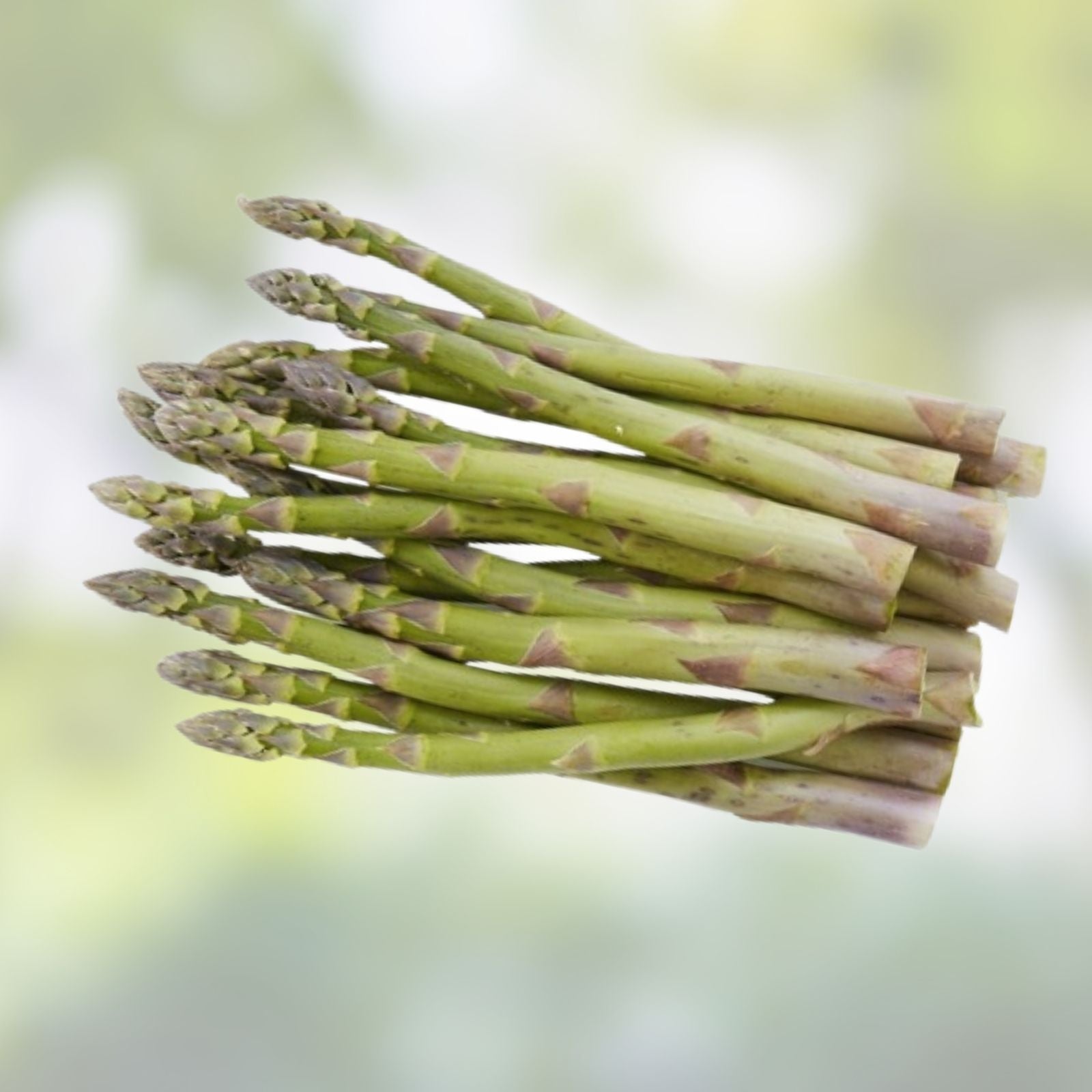 Green Asparagus Seeds | 150+ Non-GMO Garden Seeds for Planting | Asparagus officinalis