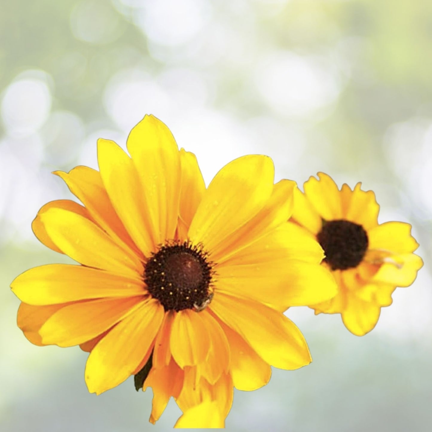 Black Eyed Susan Flower Seeds - 2,500+ Yellow Rudbeckia Hirta - Garden Seeds, Perennial Wildflower, Free Shipping