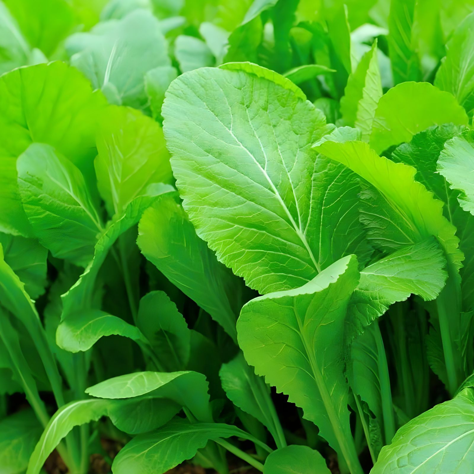 Komatsuna Mustard Seeds 100+ Non-GMO Vegetable Garden Seeds Brassica rapa var. perviridis