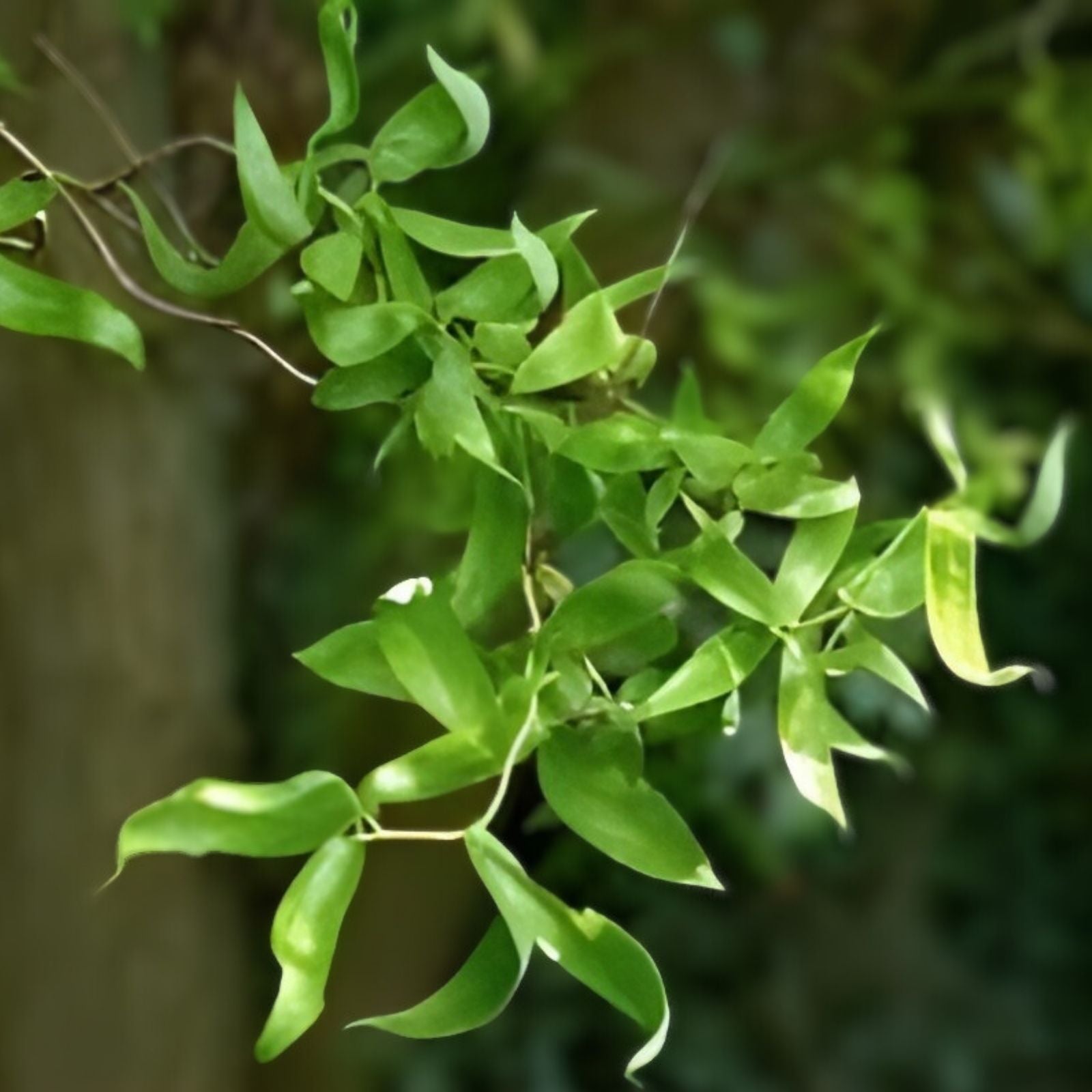 Globe Willow Tree Cutting 1 - Shade & Privacy Tree - Salix matsudana 'Tortuosa' - Ornamental Willow Branch