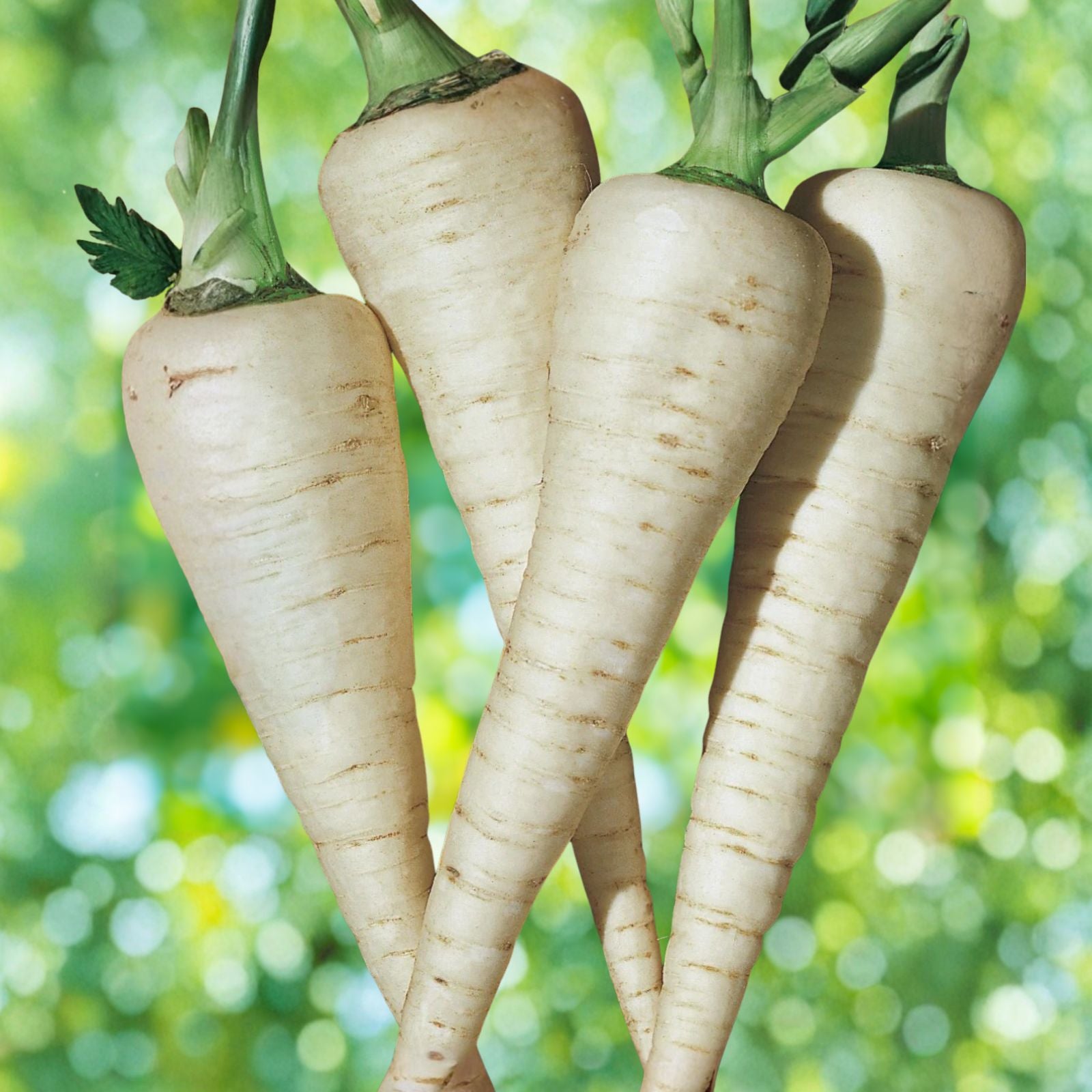 Hollow Crown Parsnip Seeds 100+ Hybrid High Yield Flavor Pastinaca sativa Vegetable Seed