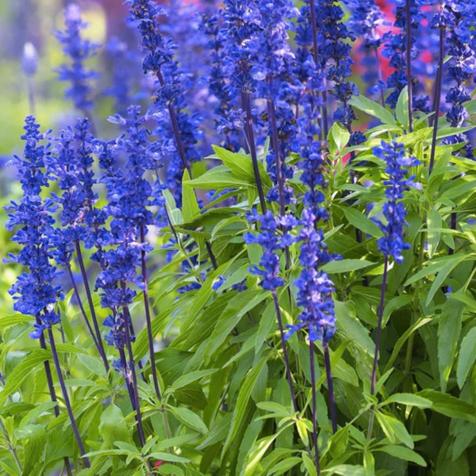 Blue Steel Sage Seeds 50 Pack | Easy to Grow Herb | Salvia officinalis | Culinary & Medicinal Sage Seeds