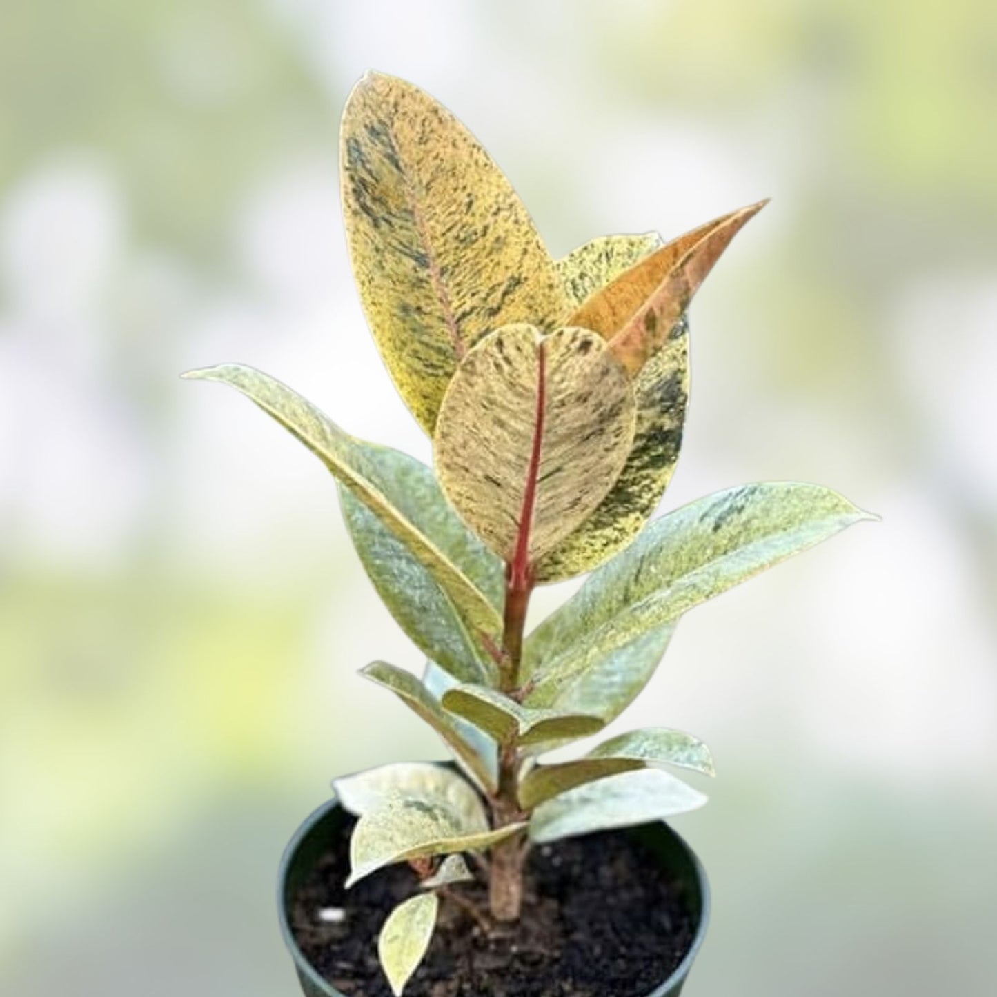 Rooted Baby Rubber Plant Cutting - Ficus elastica Indoor Houseplant - Easy Care Air Purifying Plant