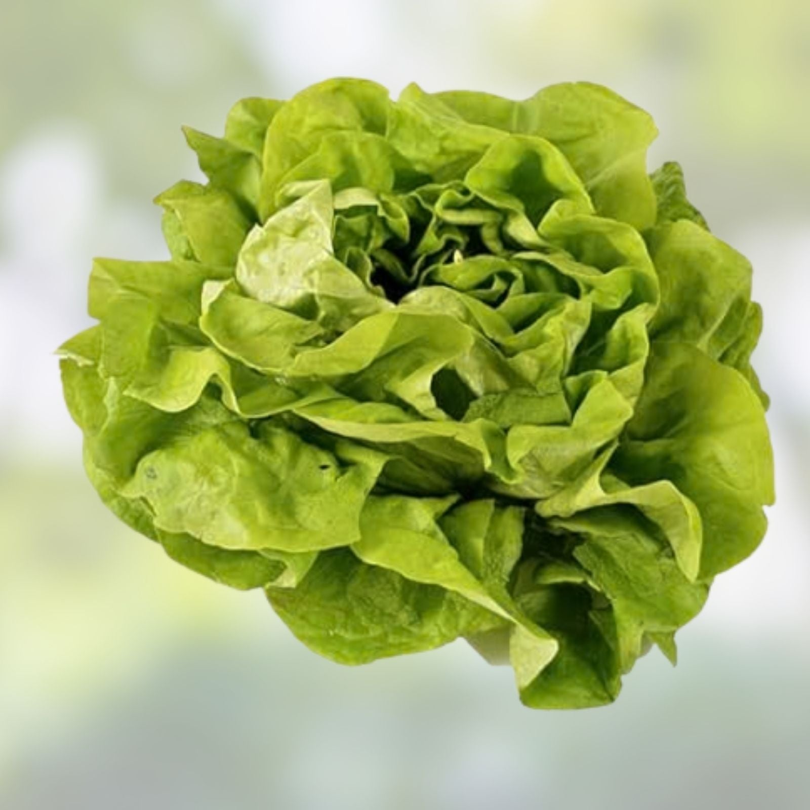 Organic Lettuce Seeds for Planting, Muir MTO Variety, 50 Non-GMO Heirloom Seeds