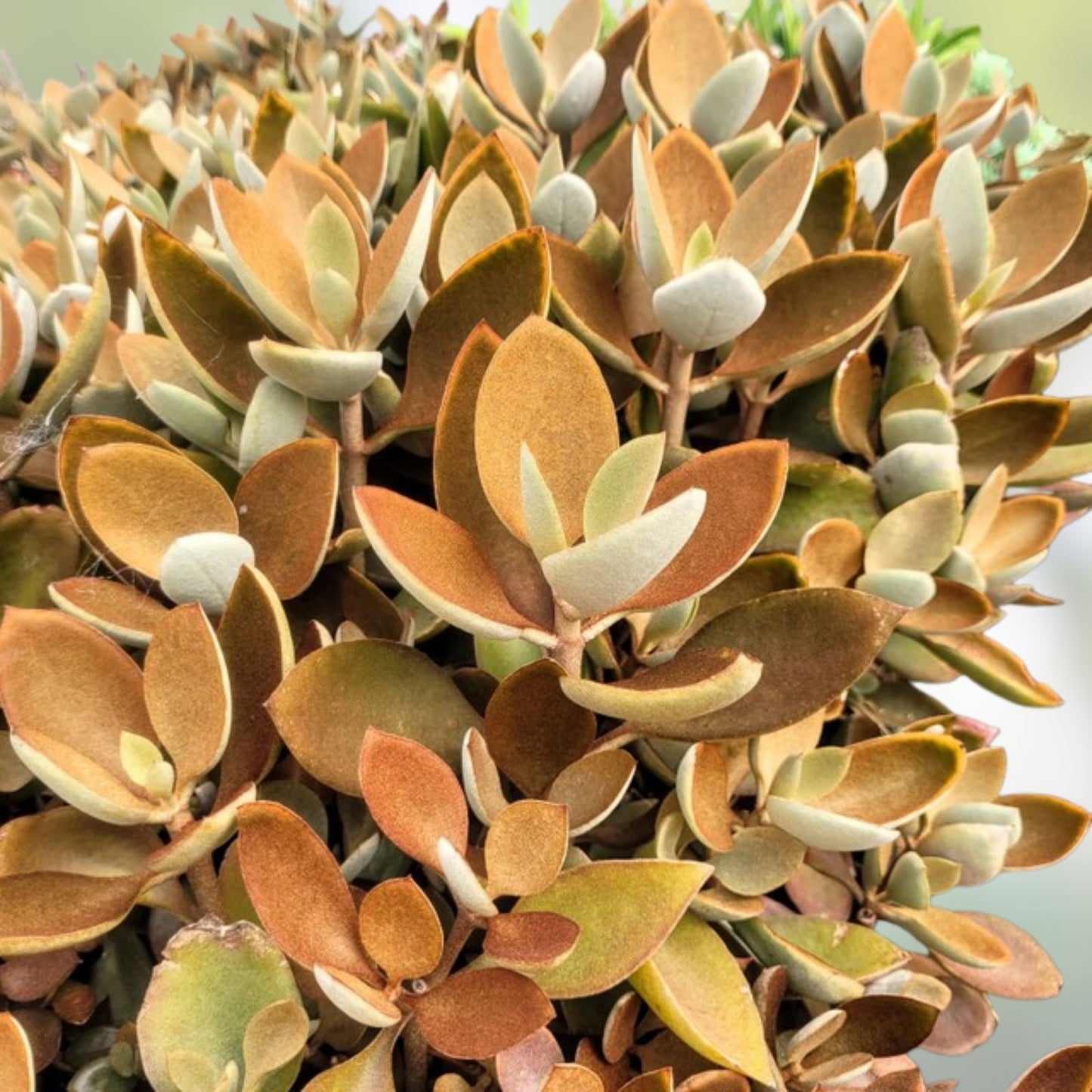 Copper Spoons Succulent Plant Cuttings 7" Huge Orgyyalis Rooted Pup - Easy Care, Unique Green Foliage, Indoor Plant
