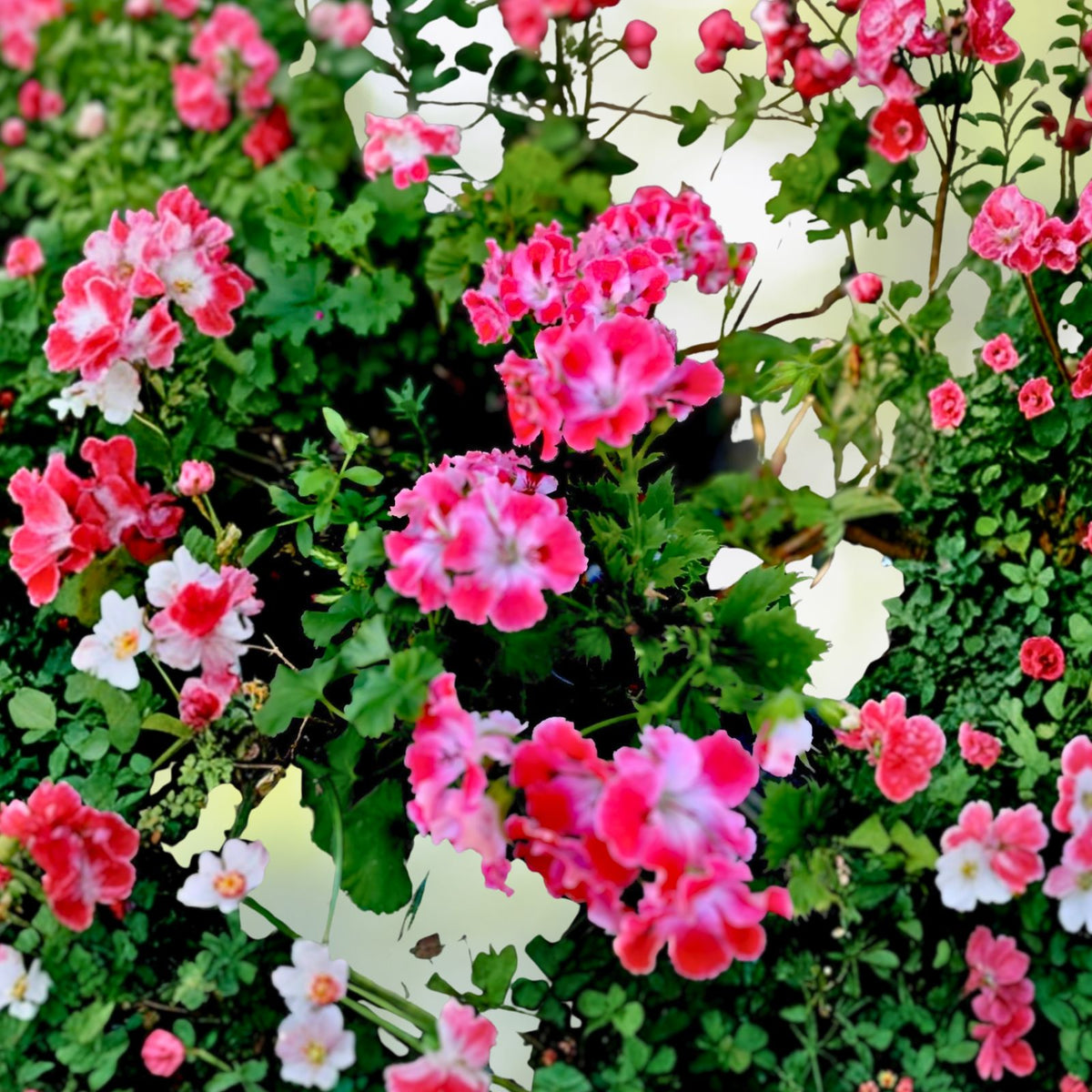 Live Geranium Plant 3" Pot Reddish Pink & Maroon Perennial (Pelargonium)