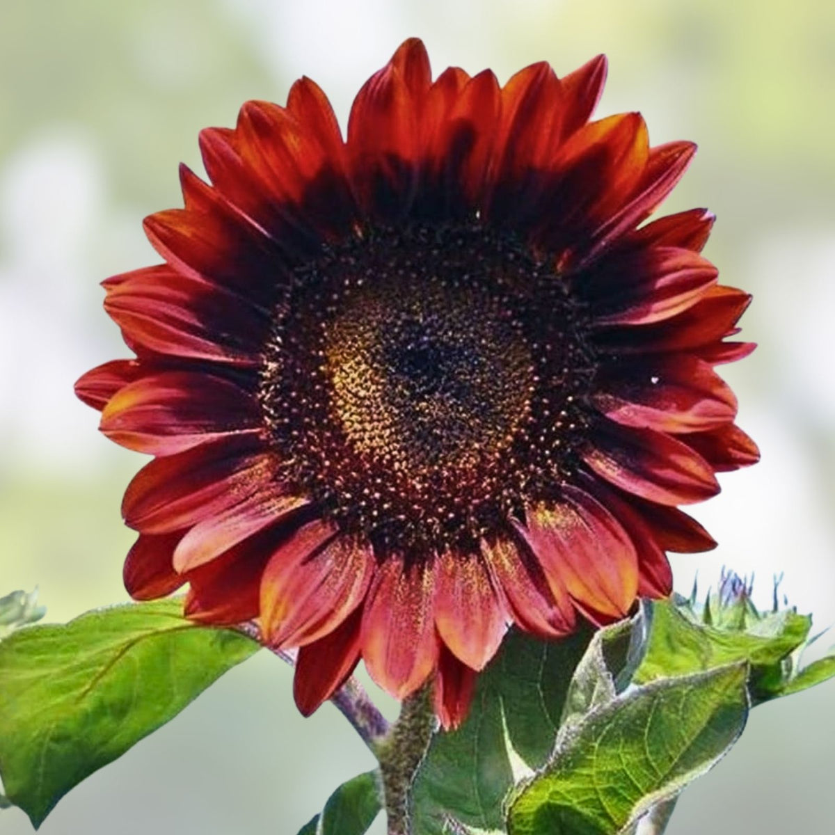 Sunflower Seeds 100 Pack Red Sun Variety Bright Red Blooms Helianthus annuus Gardening Seeds