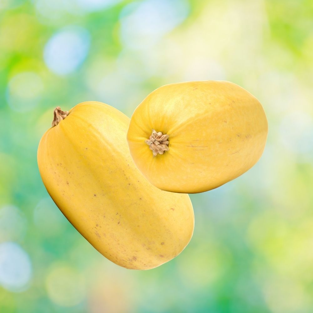 Organic Spaghetti Squash Seeds 10 Pack Non-GMO USA Grown Cucurbita pepo Vegetable Garden Seeds