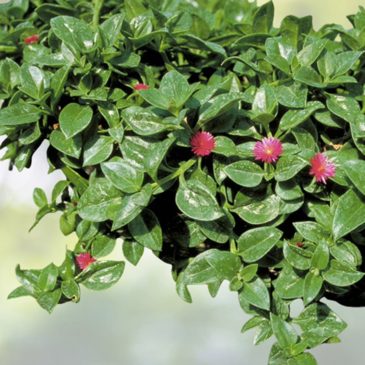 Aptenia Cordifolia 'Red Apple' Succulent Cuttings 4-7" | Baby Sun Rose | Organic Red/Pink Flower Cuttings | 10 Pack