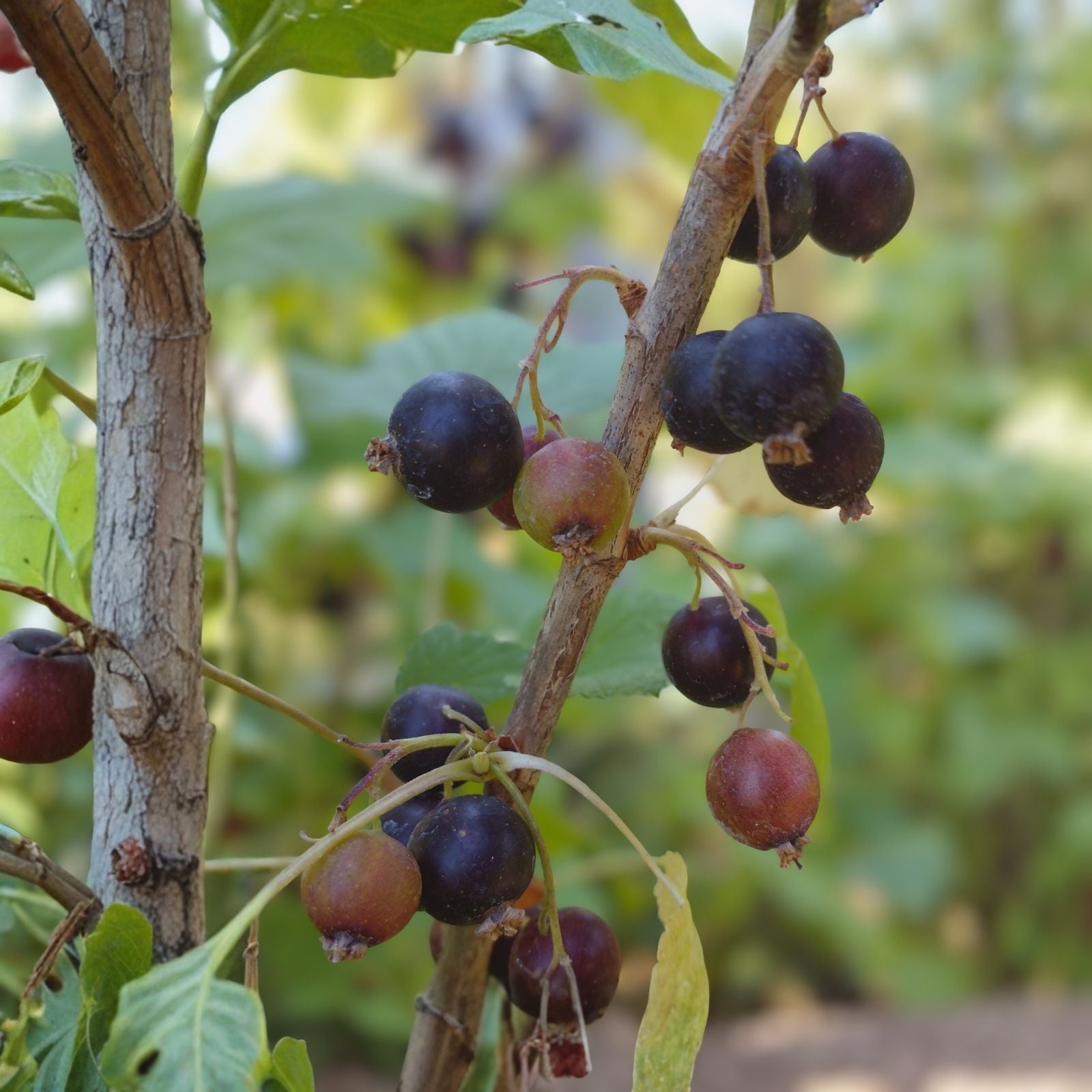 Black Currant Cuttings 8-10 Inches for Propagation - Ribes nigrum Rooting Starter Plants