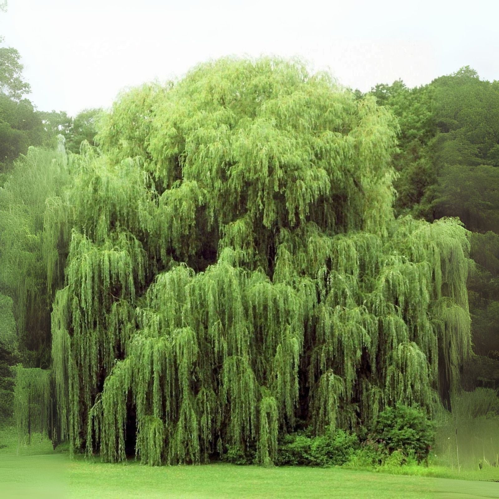 Weeping Willow Tree Cuttings - Fast Growing, Arching Branches - Salix babylonica