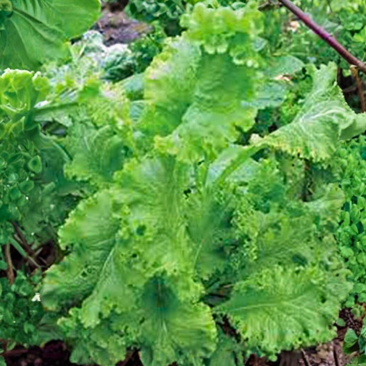 Mustard Green Seeds Southern Giant Heirloom Non-GMO 500 Seeds Brassica juncea Vegetable Seeds