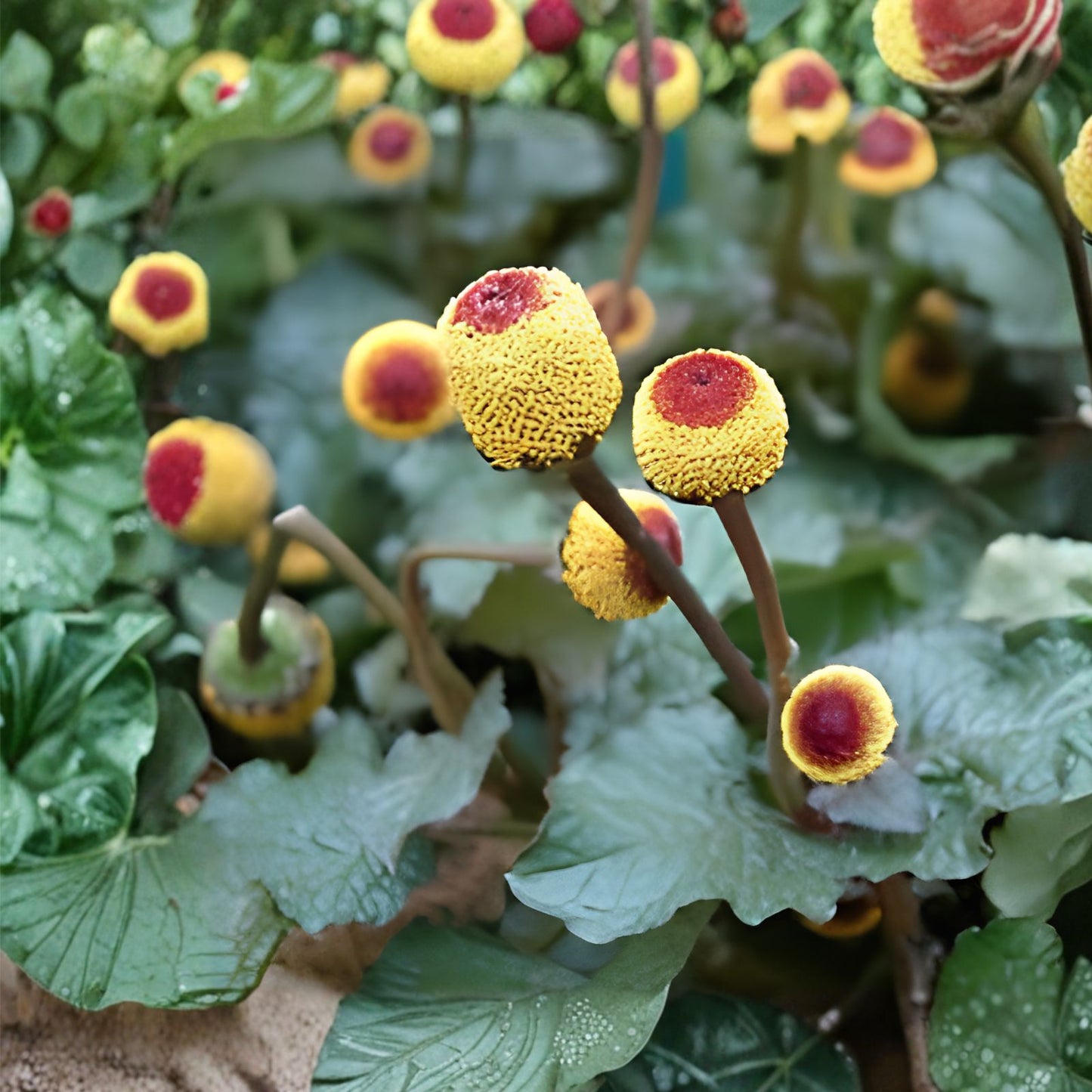 Toothache Plant Seeds 300 Count Spilanthes acmella Medicinal Herb Pain Relief Live Plant Cutting
