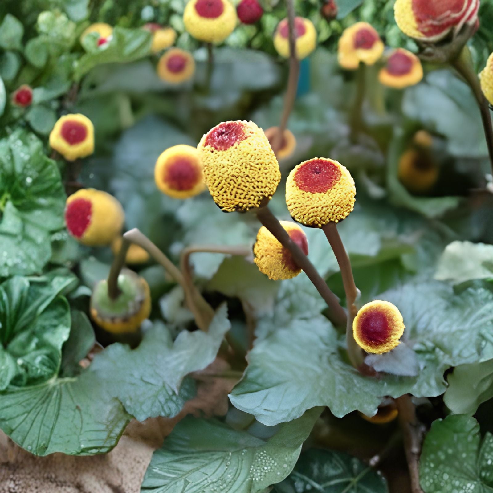 Toothache Plant Seeds 300 Count Spilanthes acmella Medicinal Herb Pain Relief Live Plant Cutting