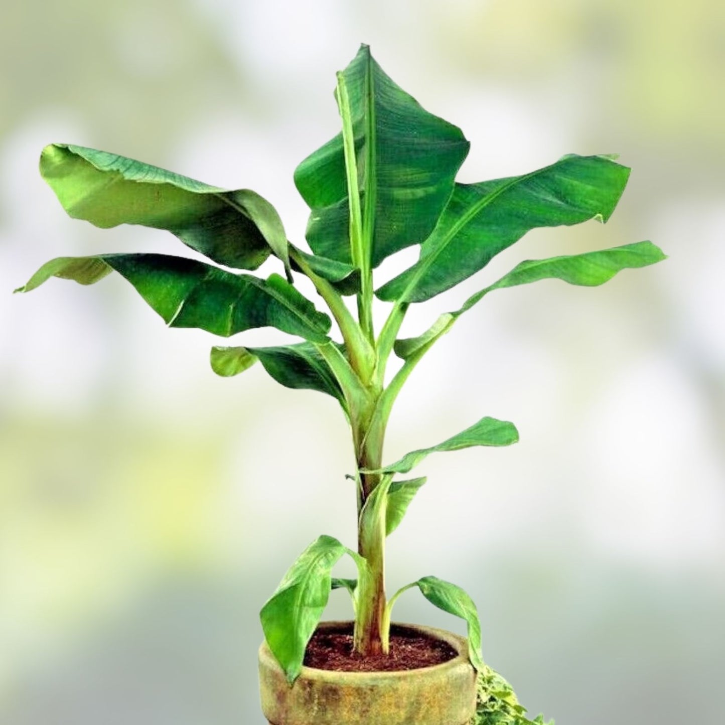 Pisang Ceylon Banana Tree Starter Plant - Small Rooted Musa Acuminata Tropical Fruit Plant for Home Garden